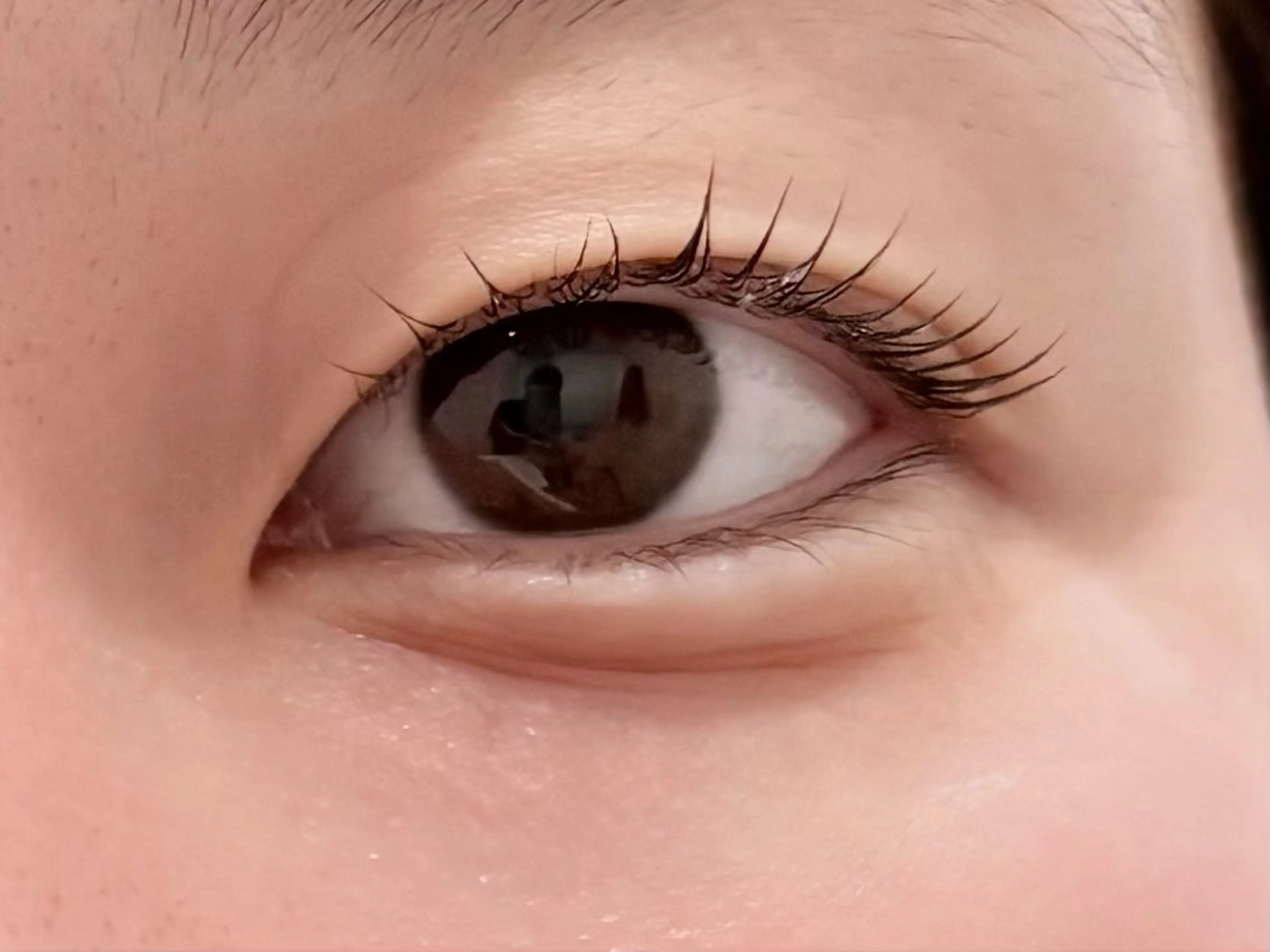 🪽無料メーテルラッシュリフト➕美容液コーティングの写真