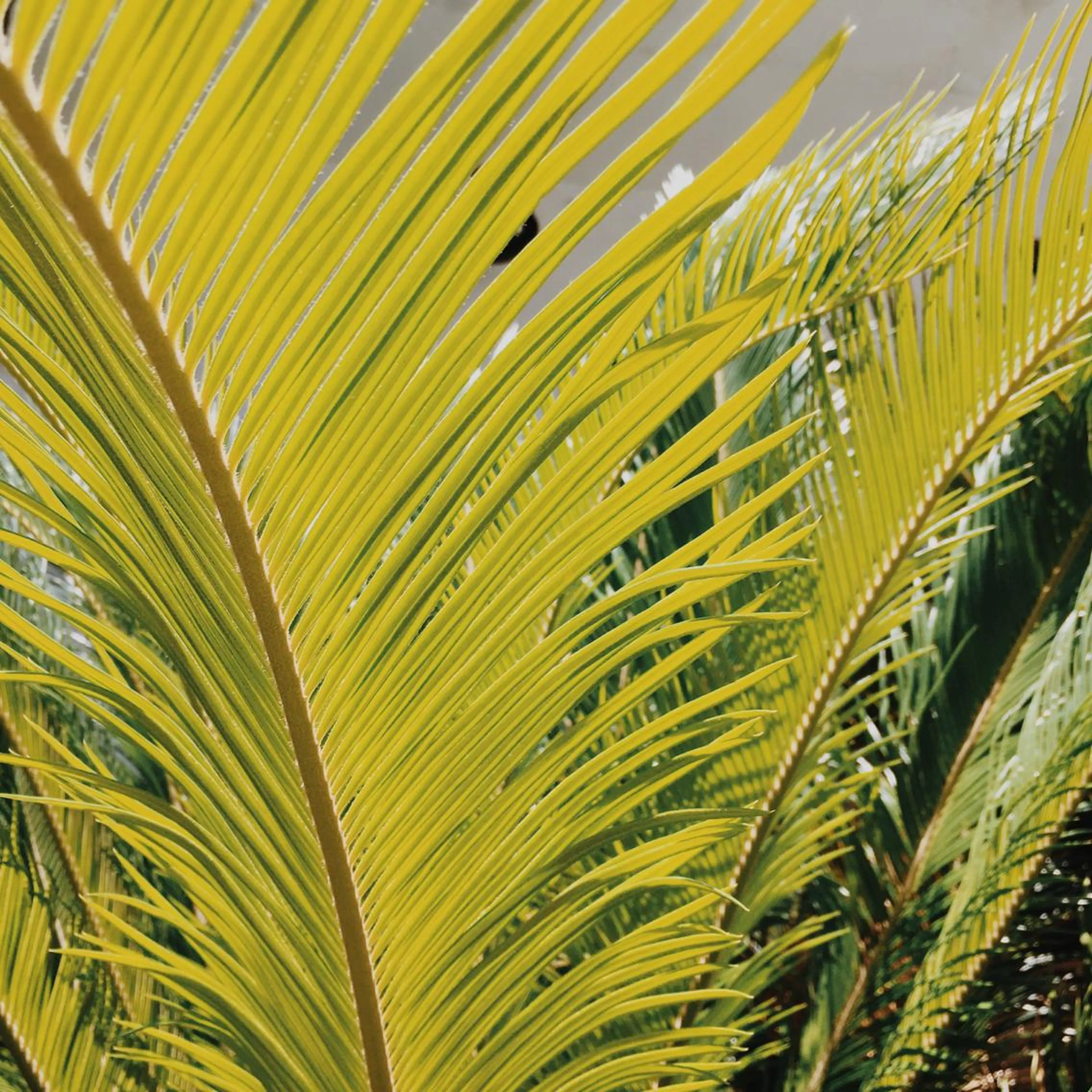 ハナネイル所属・橋本 みなみのネイルデザイン