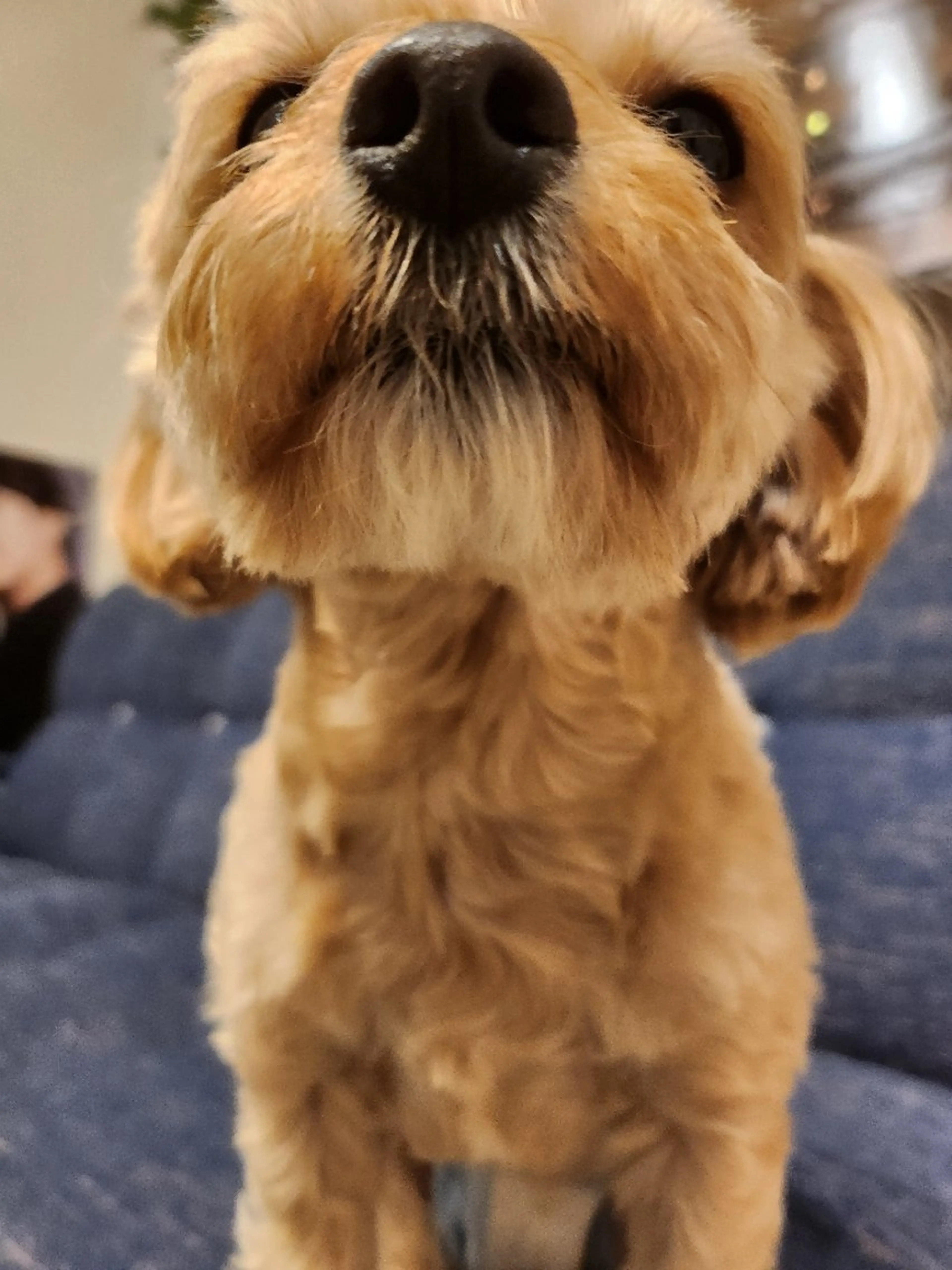 y's salon CHAM所属・CHAM 　y's salonのマツエク・マツパデザイン