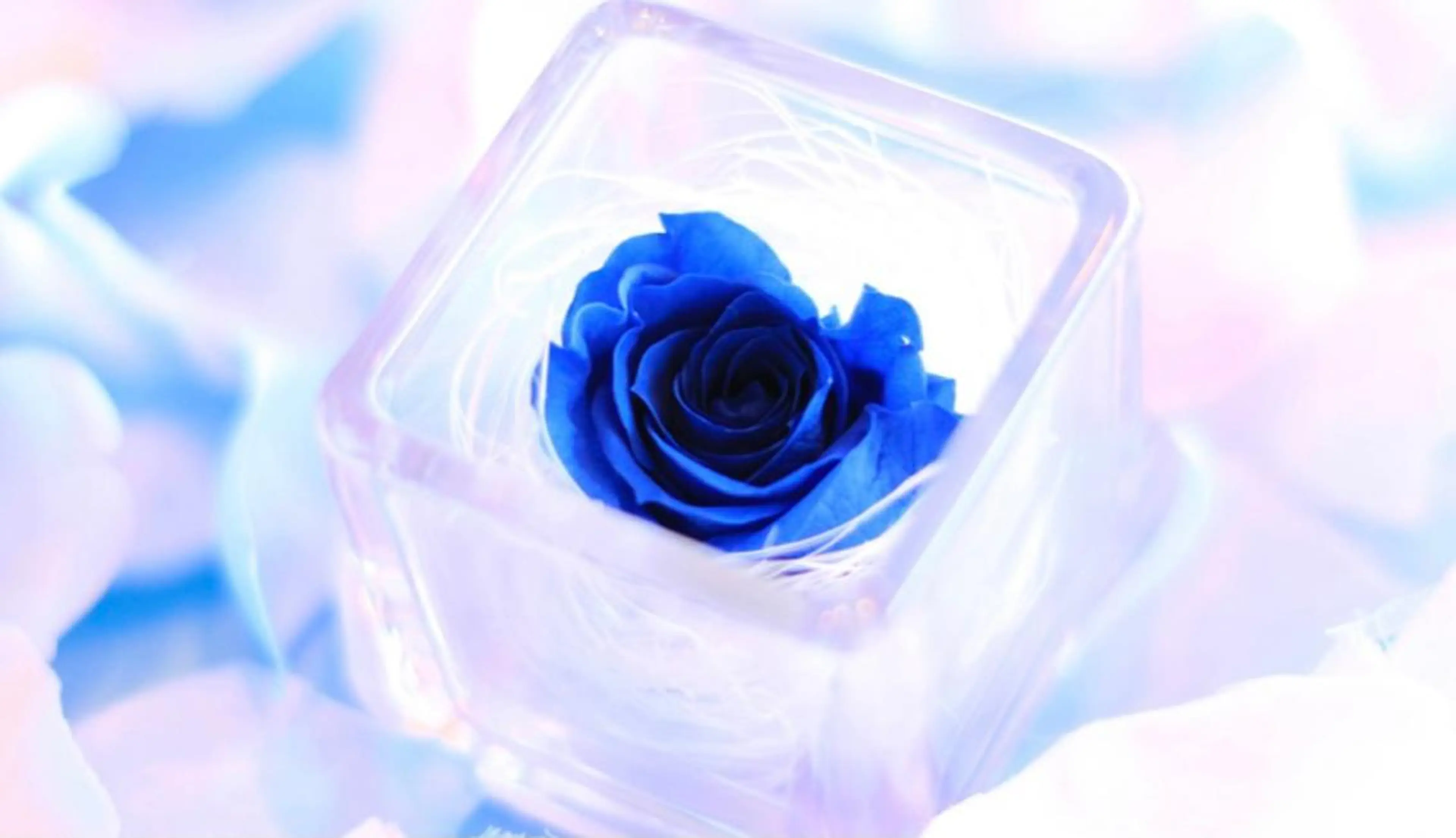 初回♥️上下セット♥️フラットラッシュ上80本＆下まつげ20本※5分前にご来店くださいの写真