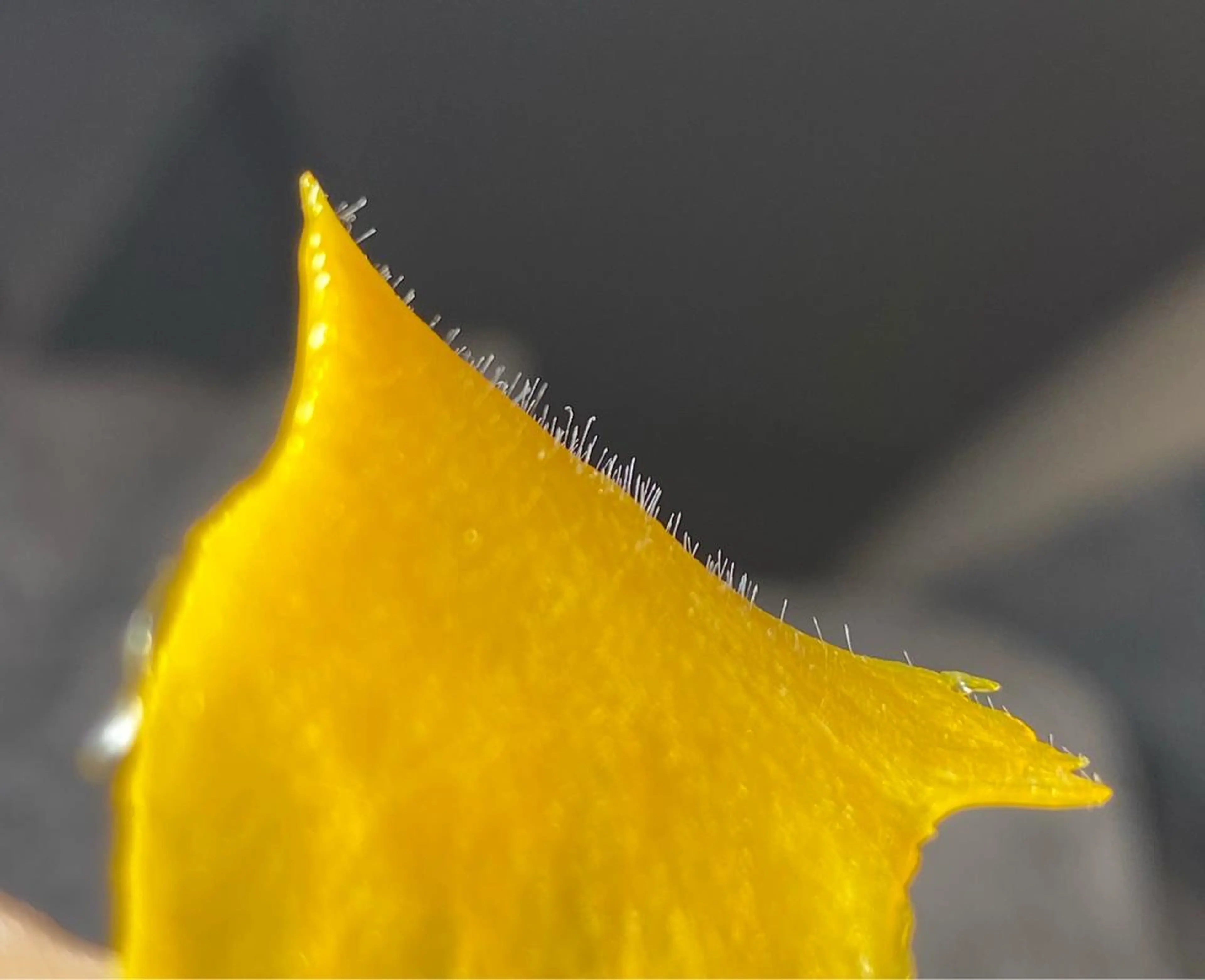 脱毛 JILL sa-yaのネイルデザイン