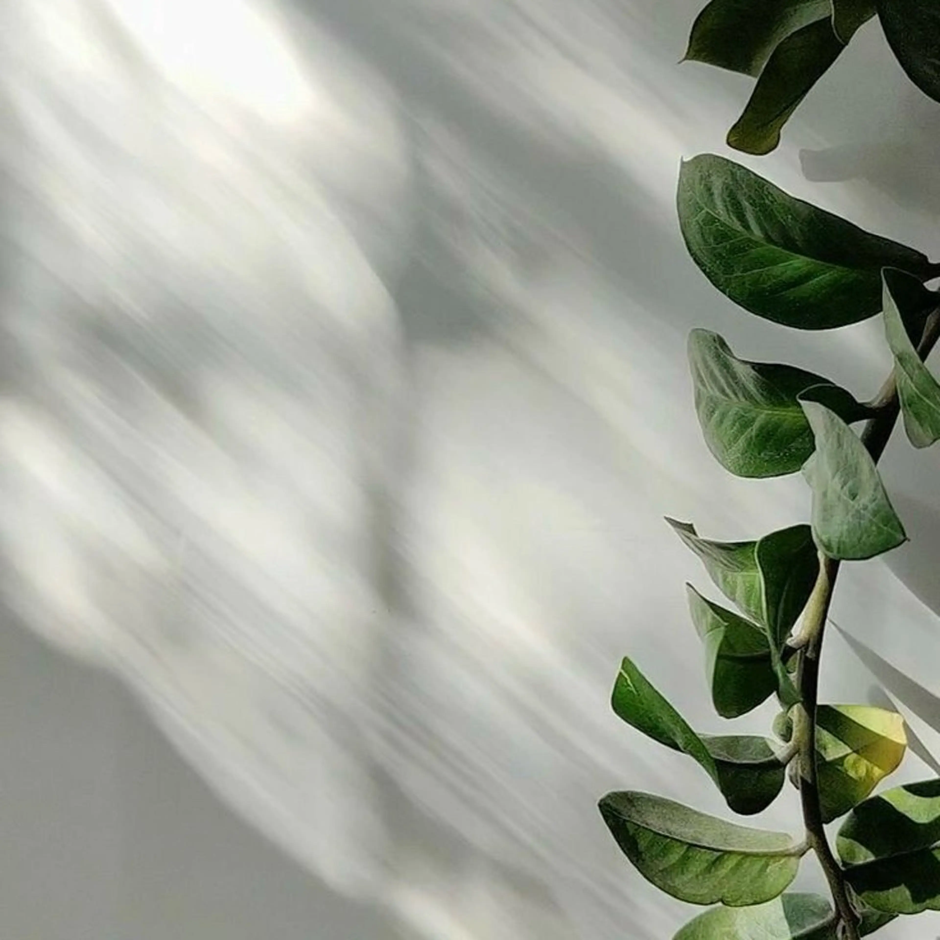 ○Paraジェル/Hand French【付け替えオフ有り】の写真