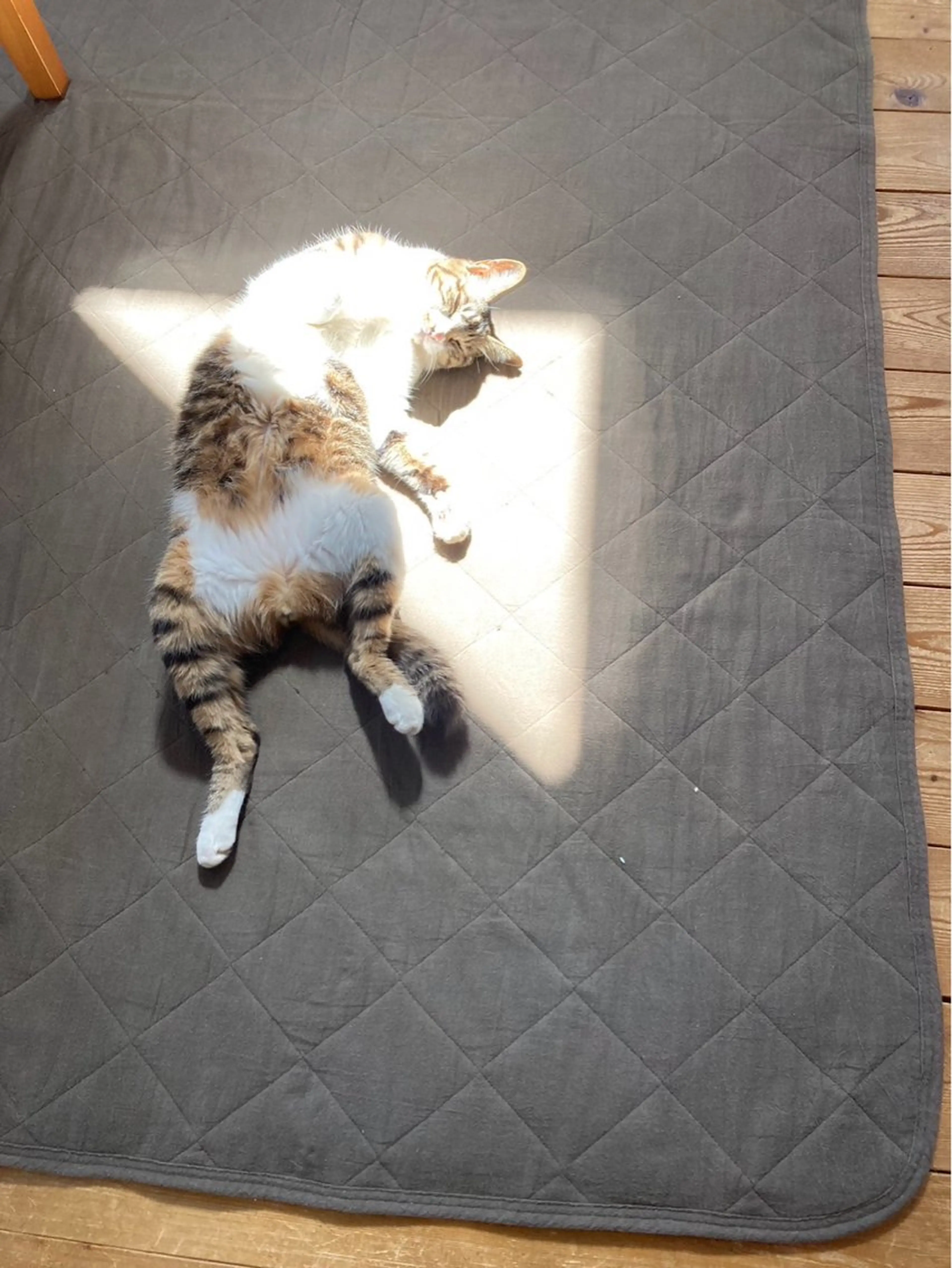 Spiky とうげ ふうかのネイルデザイン