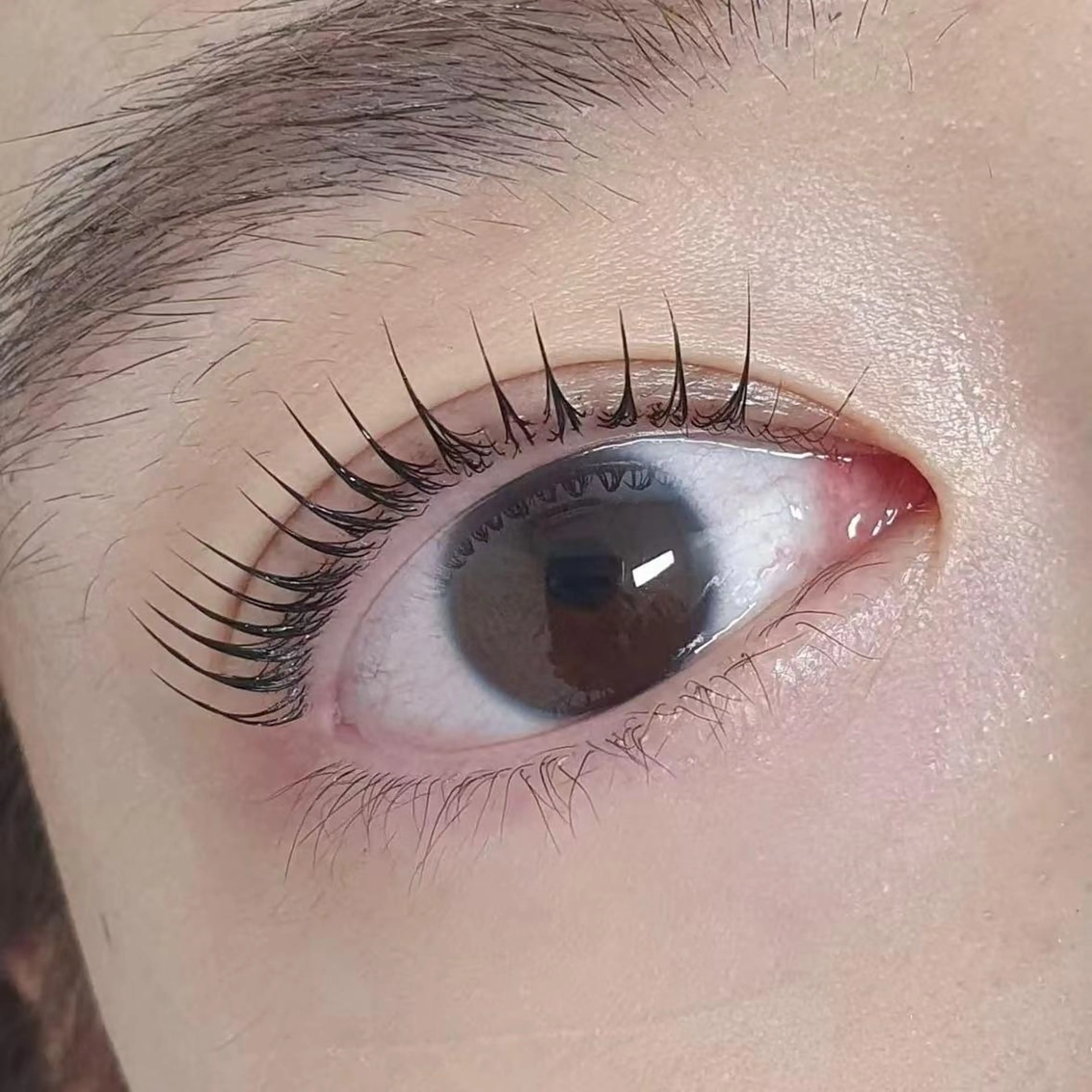 【新規限定】韓国風×束感のまつ毛パーマ✨韓国風まつ毛パーマ上のみ¥4000の写真