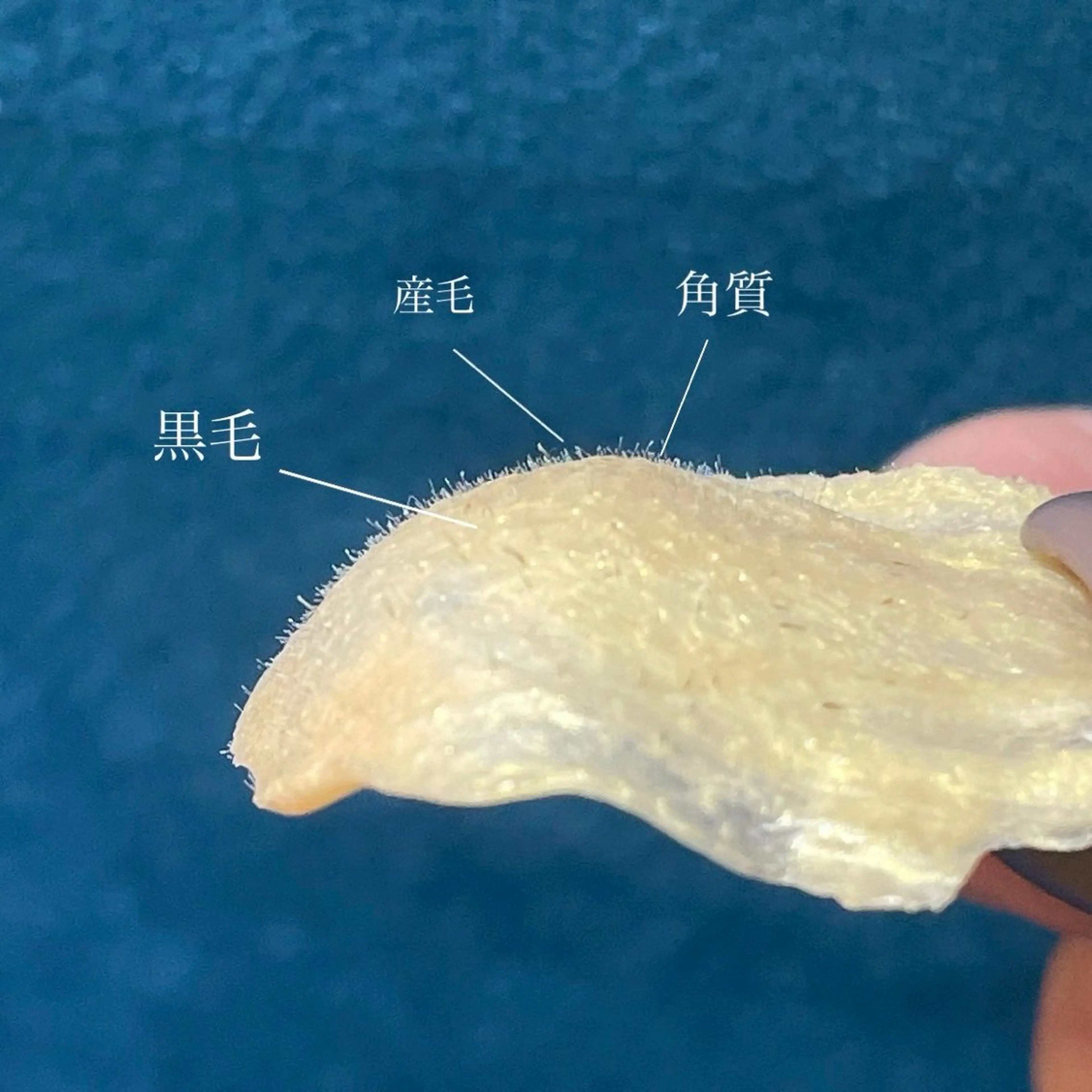 WAXYYY. KOKONAの眉毛・アイブロウイメージ