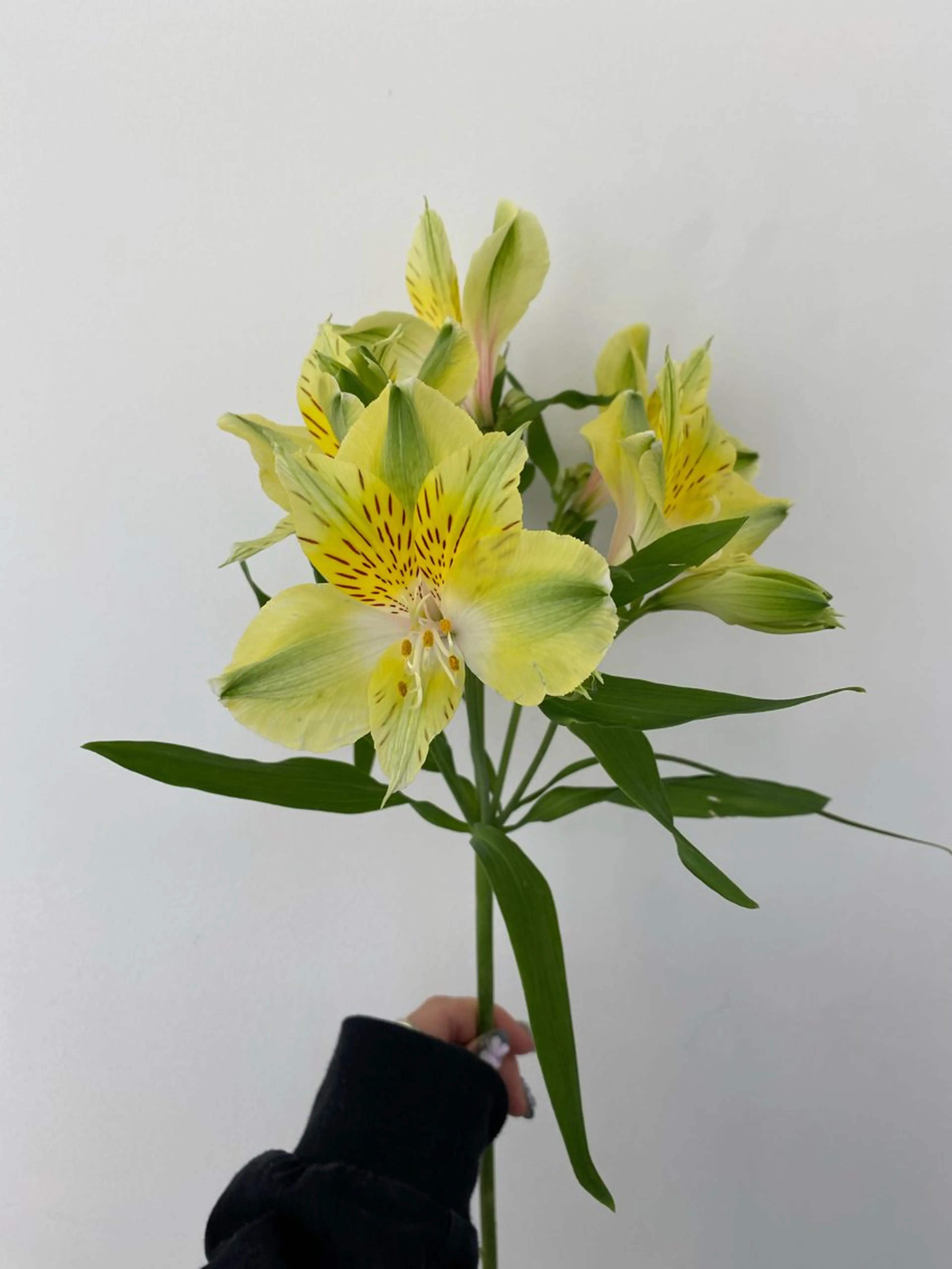 カット ヘアカラー トリートメント 🌻花屋併設🌻濱 幸帆のヘアスタイル