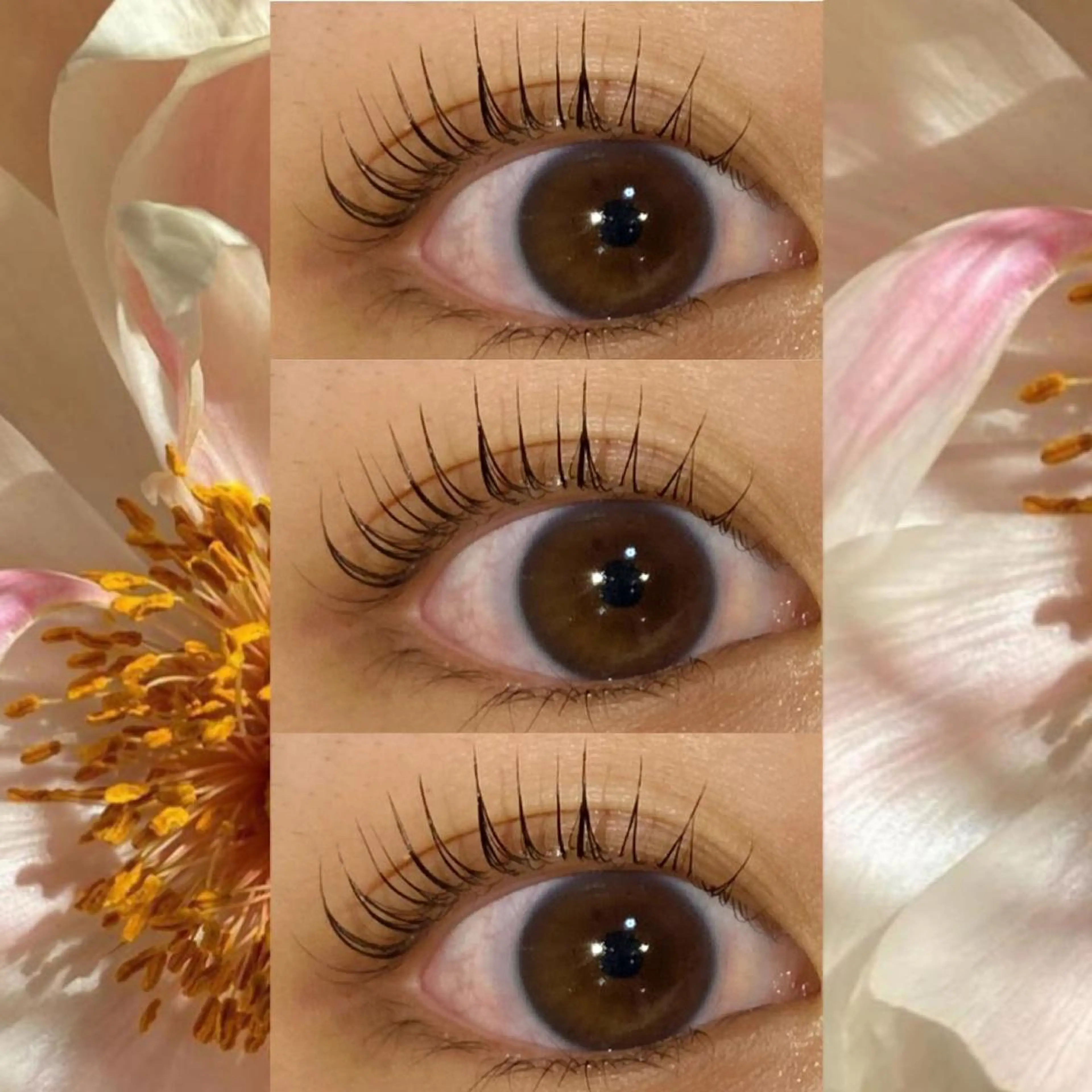 マツエク・マツパ ブラウンラッシュ カラーマツエク フラットラッシュ 韓国風マツエク まつげパーマ orihara𐙚 まつげパーマ/眉毛のマツエク・マツパデザイン