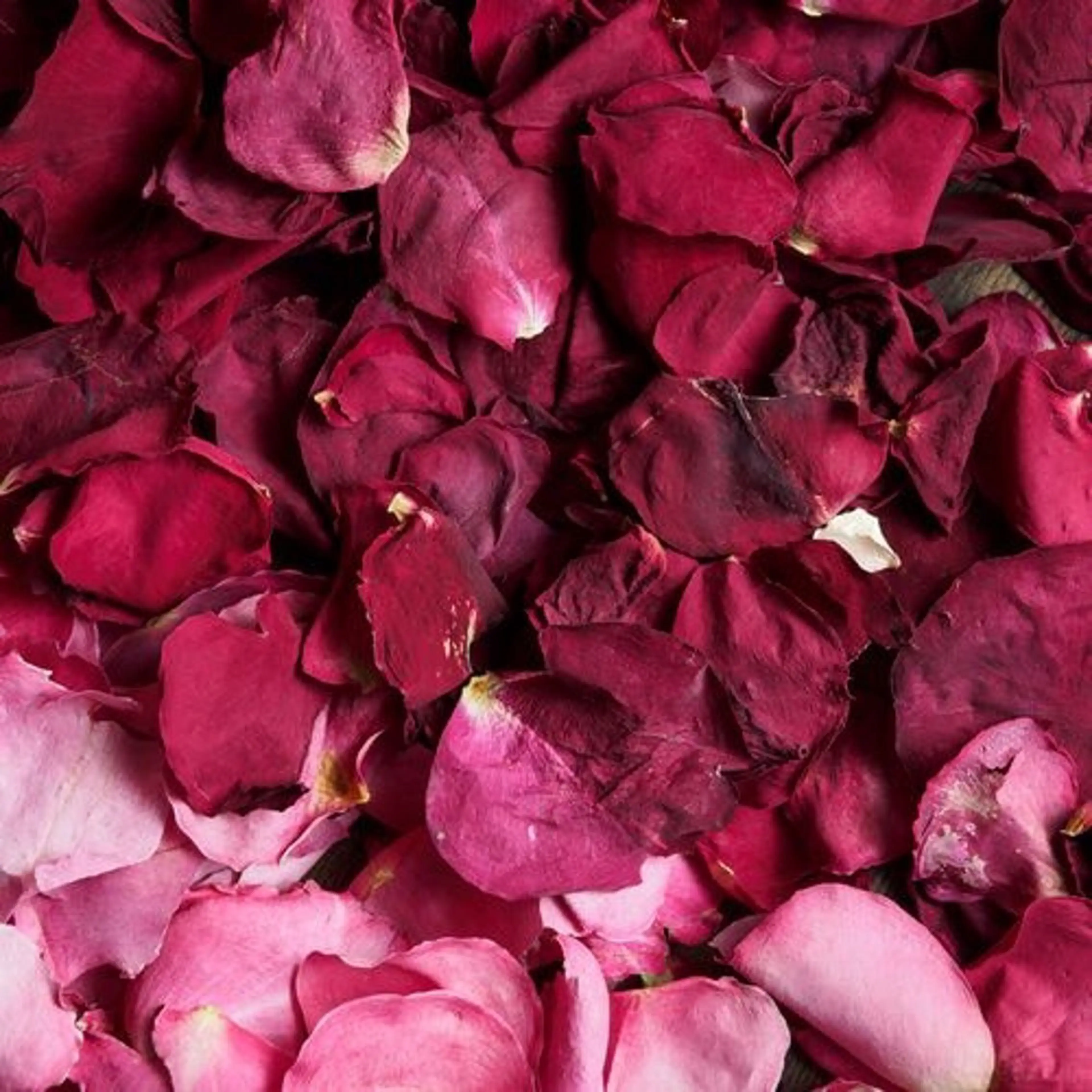 ♥ローズブリスの写真