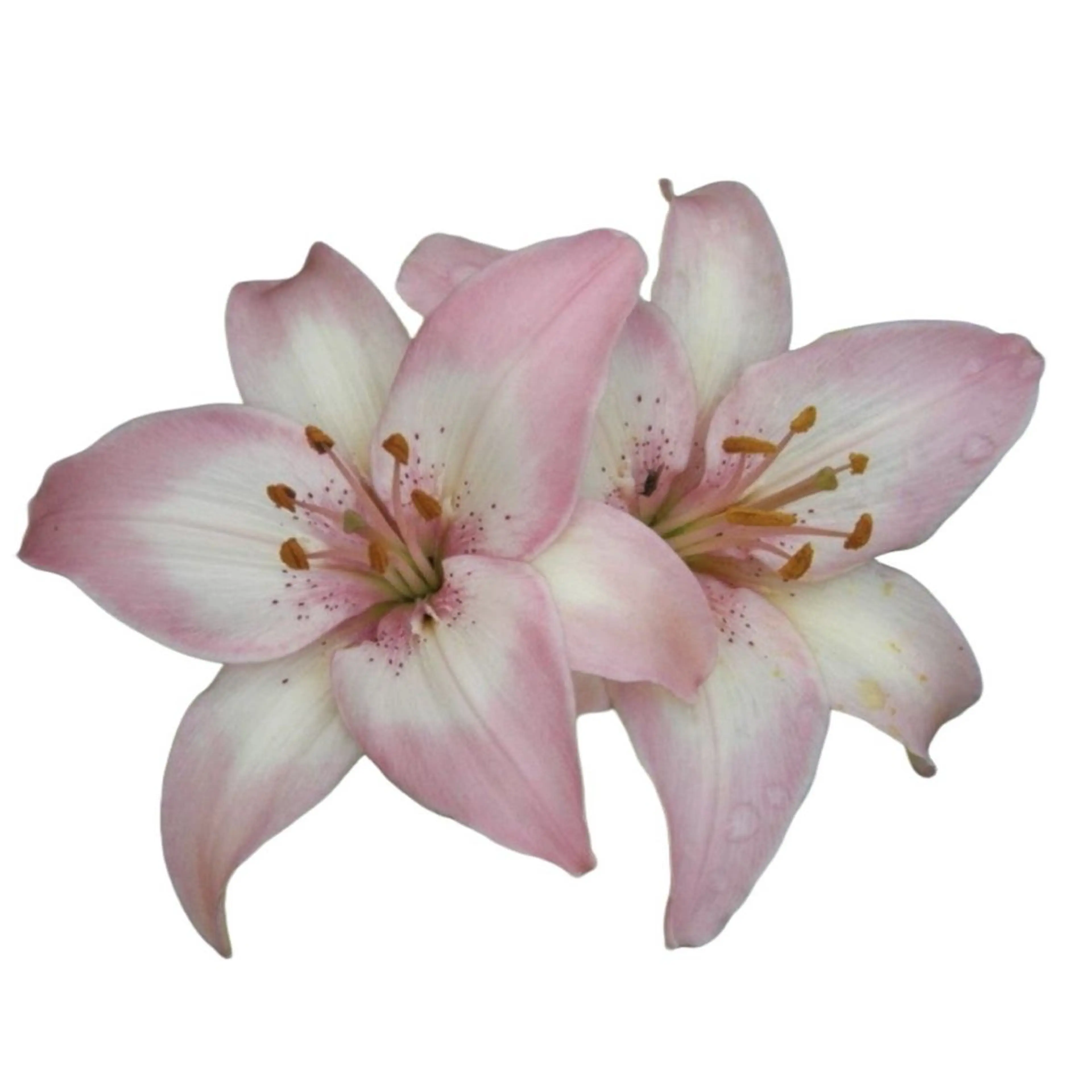 ❤︎ハンドジェルネイルオフのみ❤︎の写真