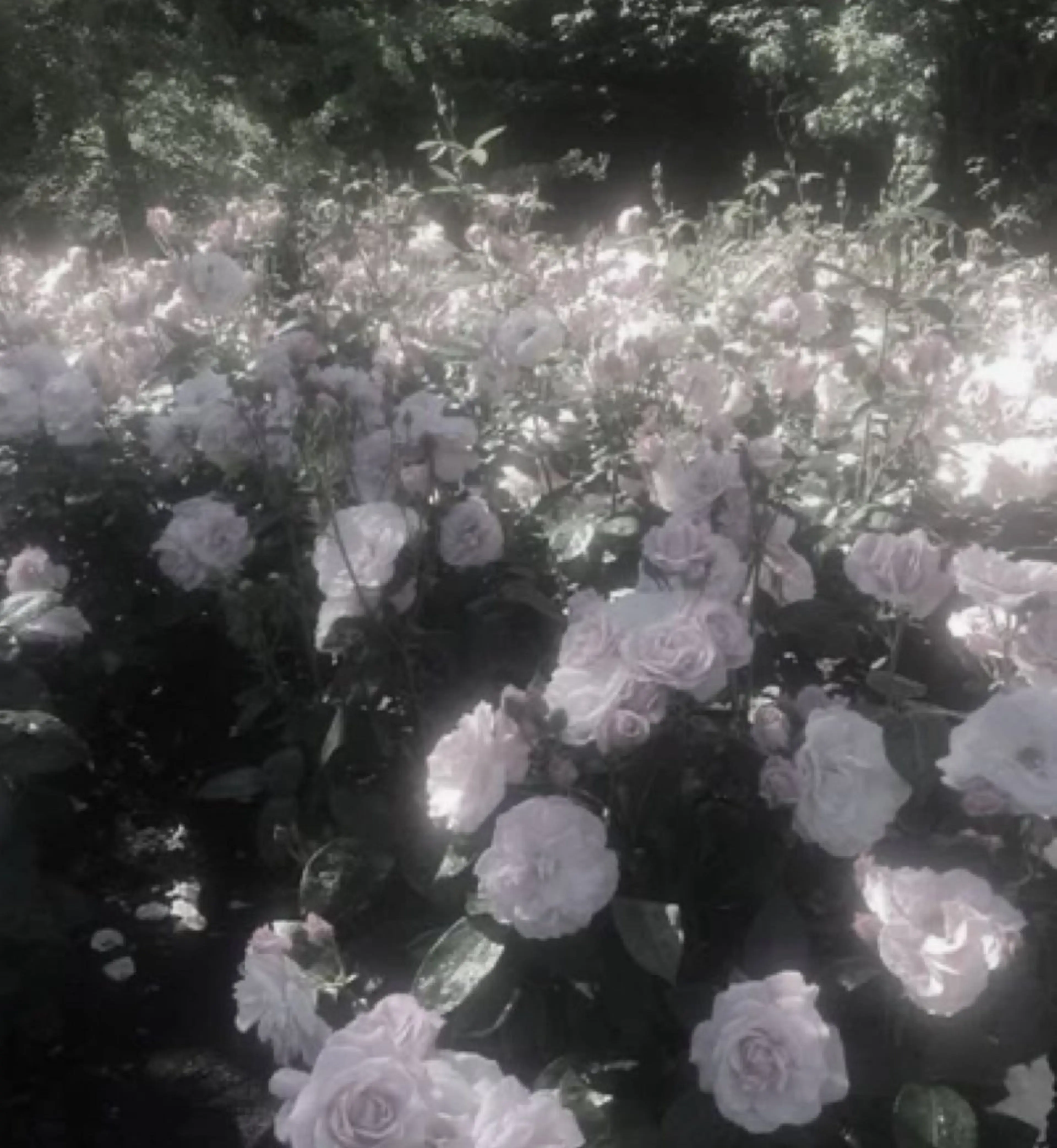 縮毛モデル募集中🫐 Ramu 🥣のヘアスタイル