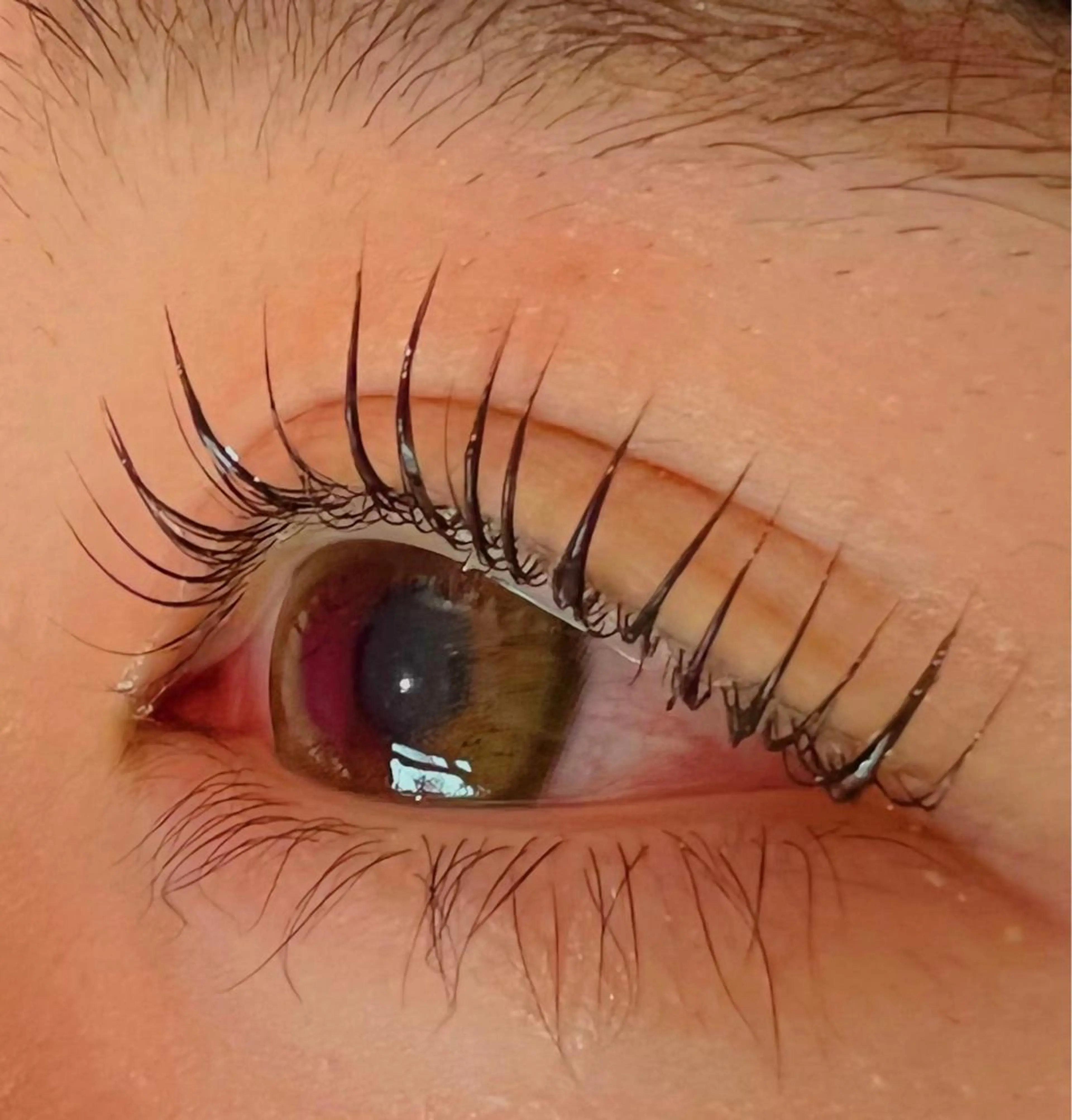 マツエク・マツパ パリジェンヌラッシュリフト Celeste Venus所属・🧸Celeste Venusのマツエク・マツパデザイン