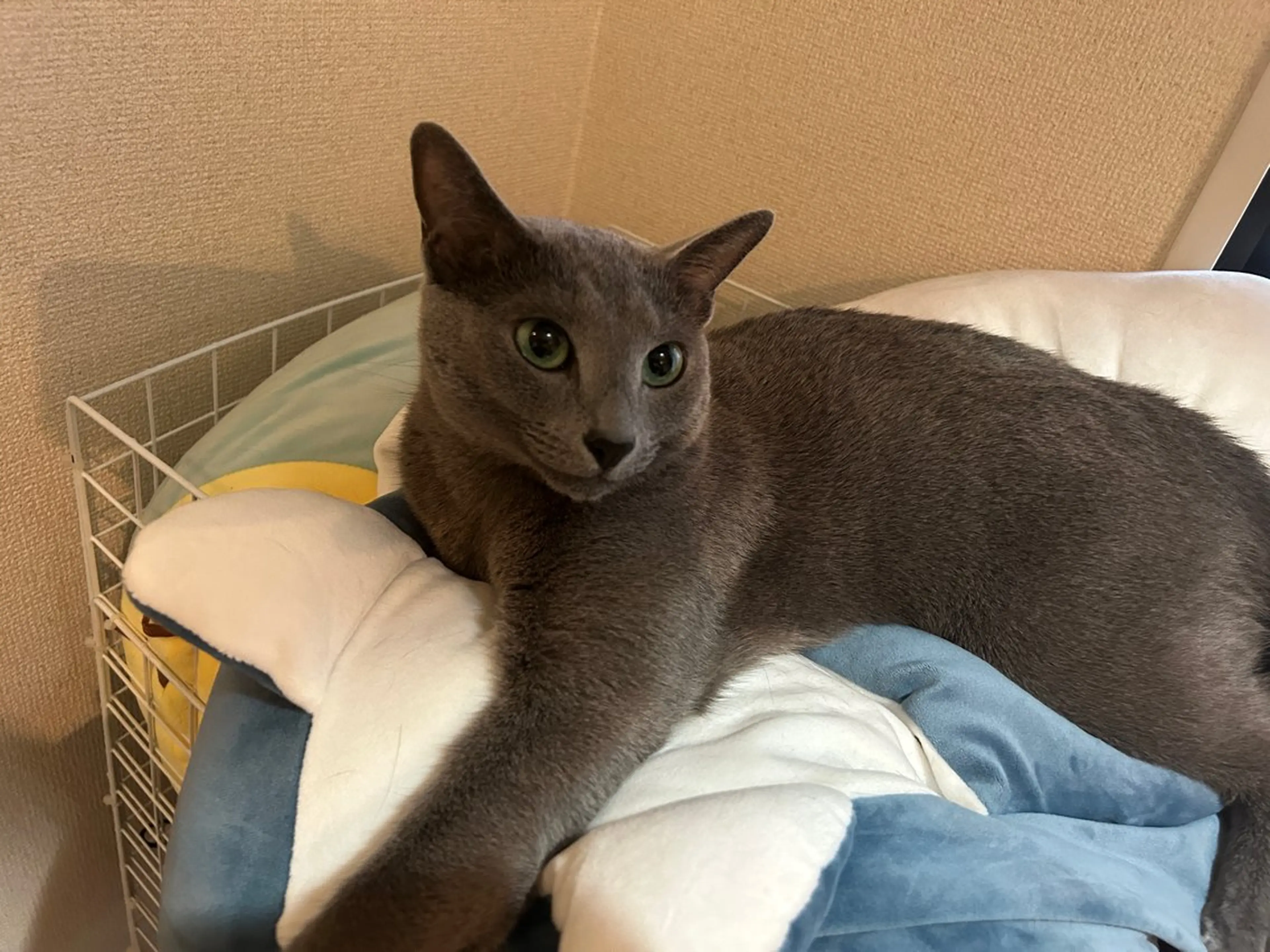 ショート アニメ,Vオタク× 即効痩せエステサロンのエステ・リラクイメージ