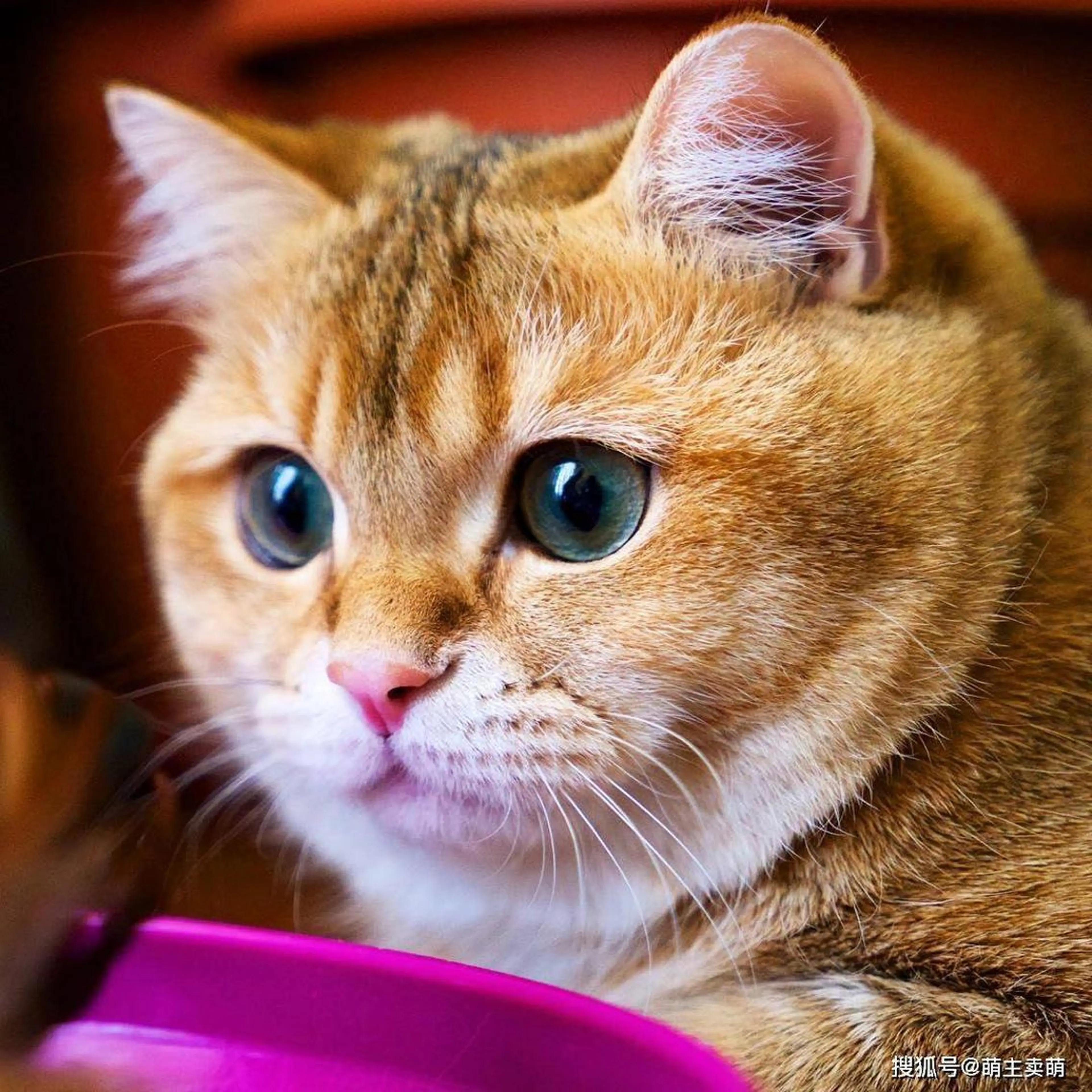 マツエク・マツパ ア メのマツエク・マツパデザイン