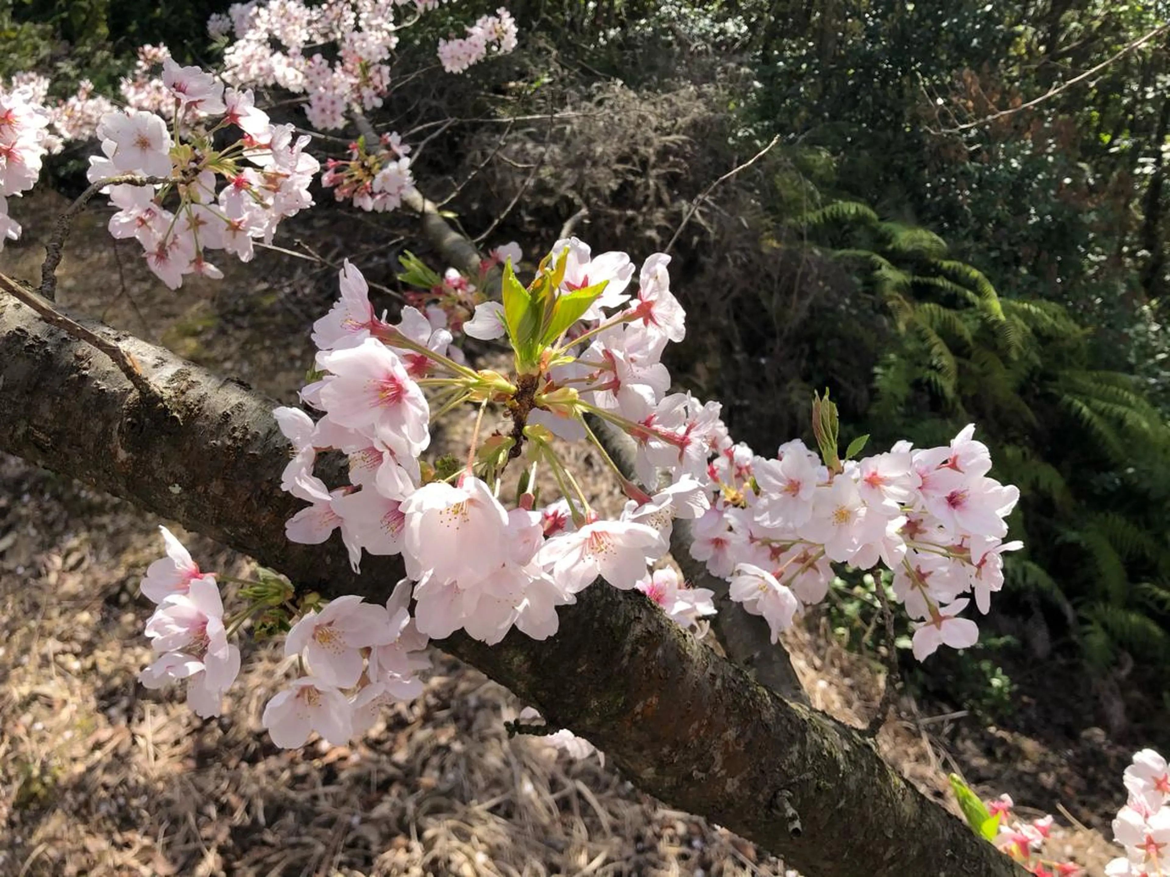 パーマ Hair Communication Puzzle所属・雪上 章のヘアスタイル