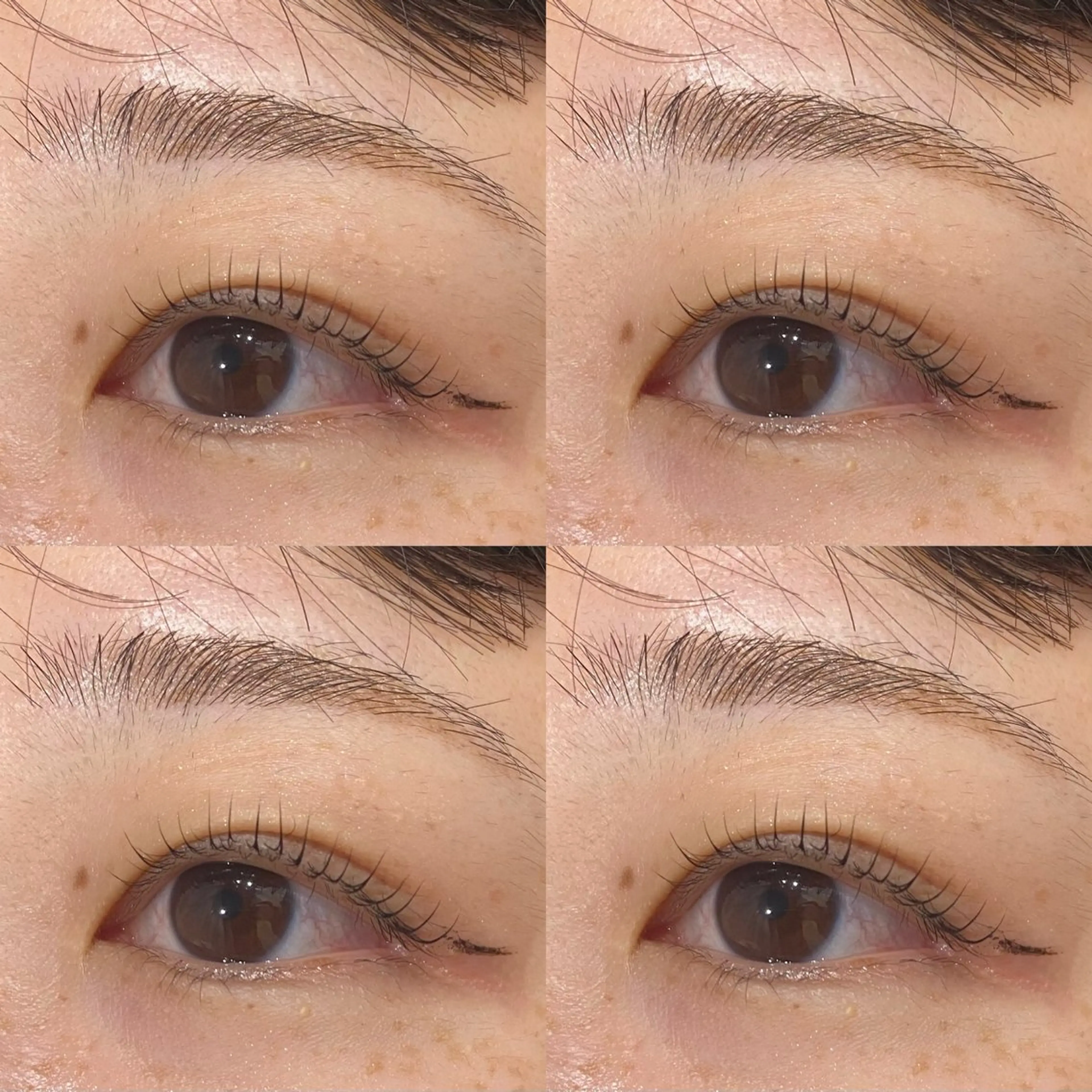 【学割】❤︎まつげパーマ（上）＋束感コーティング❤︎（アイシャンプー付き🫧）の写真