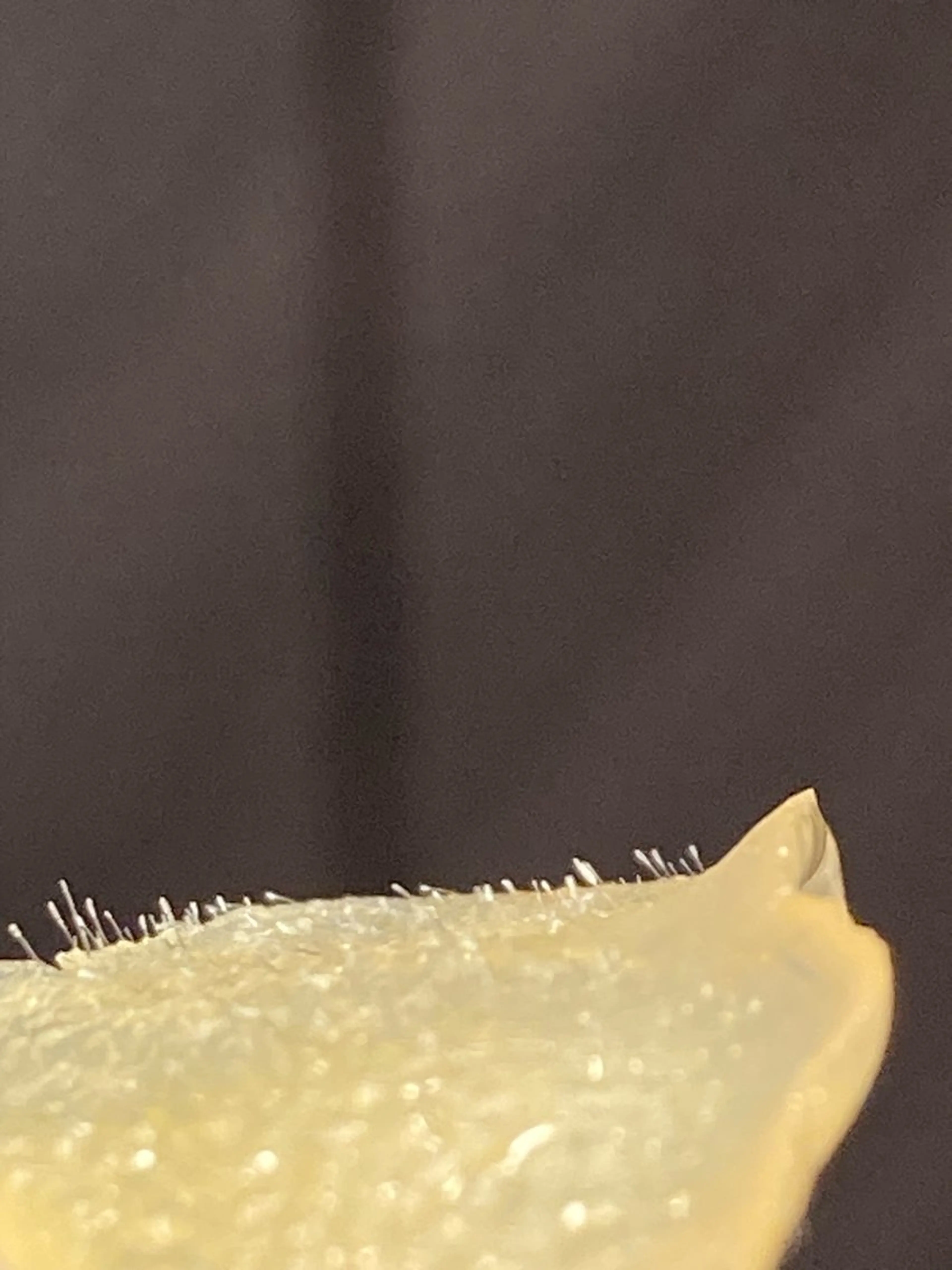 エステ DARS.WE 渡邉りえのエステ・リラクイメージ