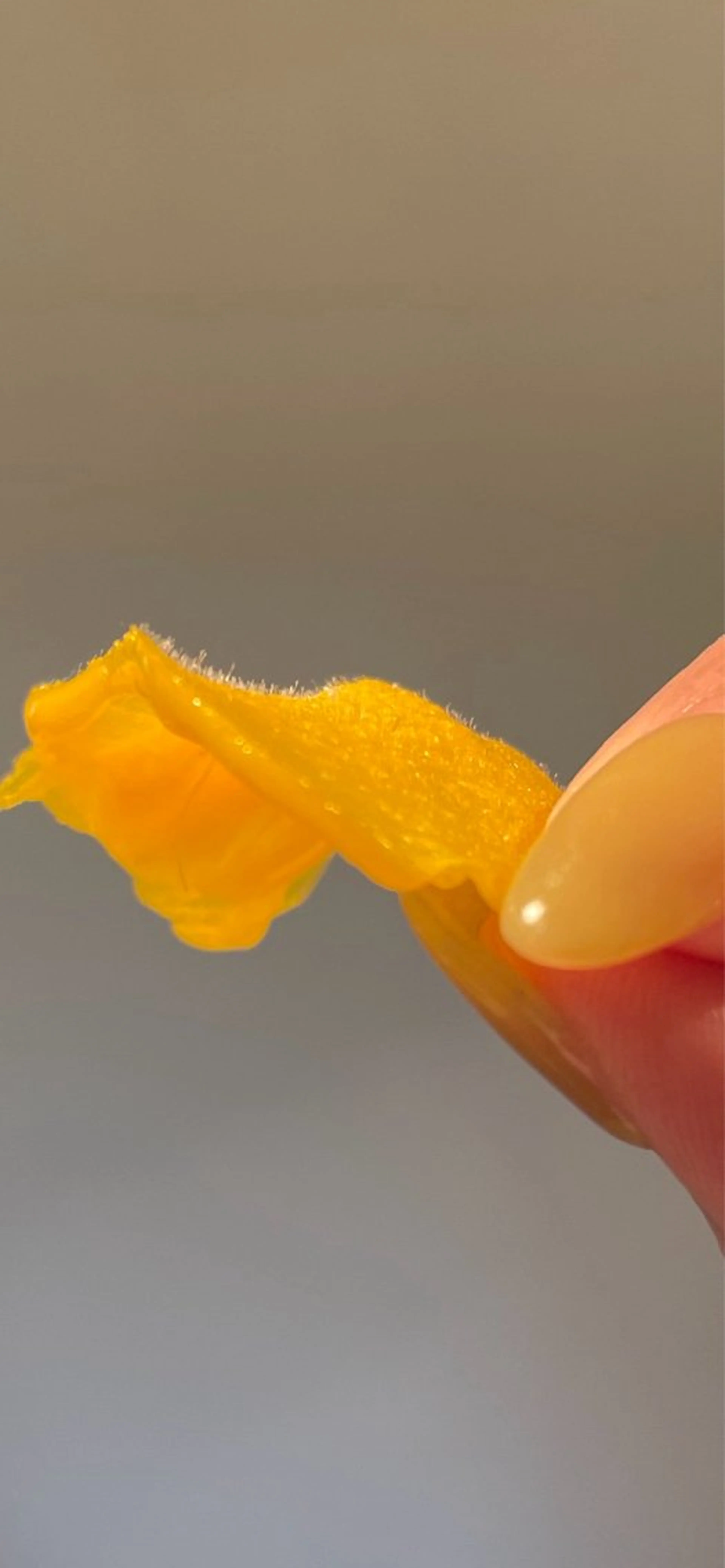 エステWax waxXXXの写真