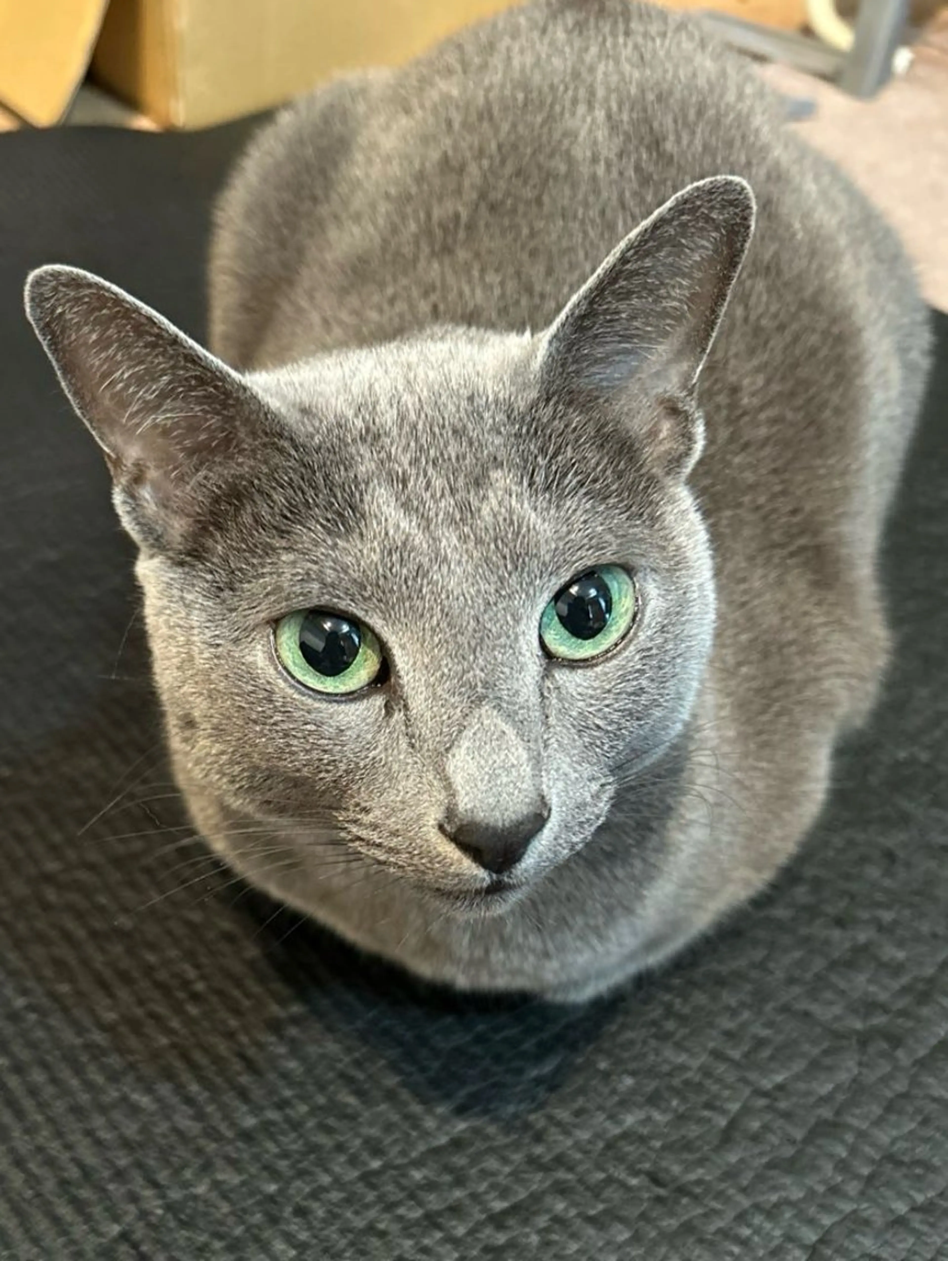 ショート カラー パーマ アニメ,Vオタク× 即効痩せエステサロンのエステ・リラクイメージ