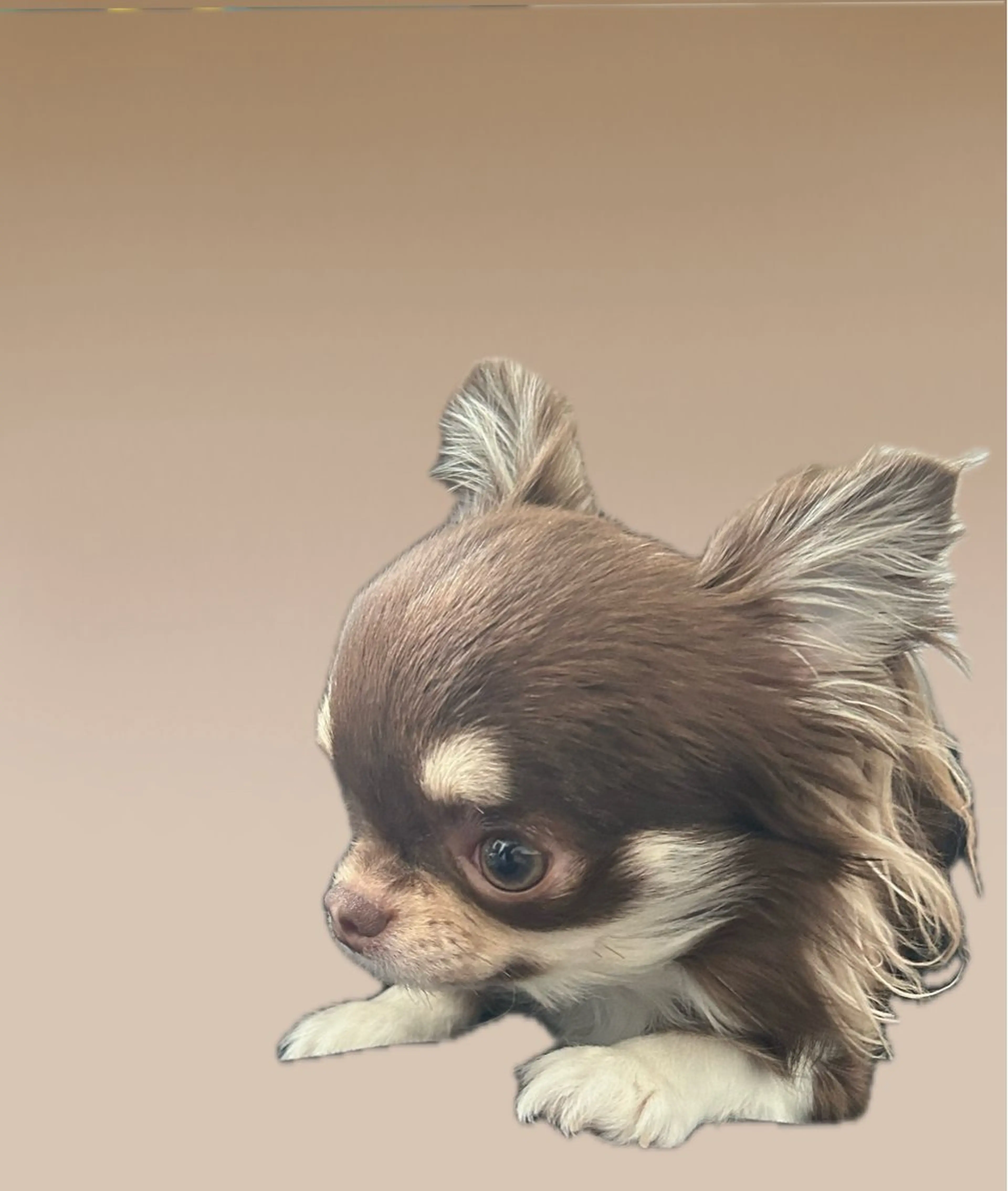 高橋 ともかのマツエク・マツパデザイン