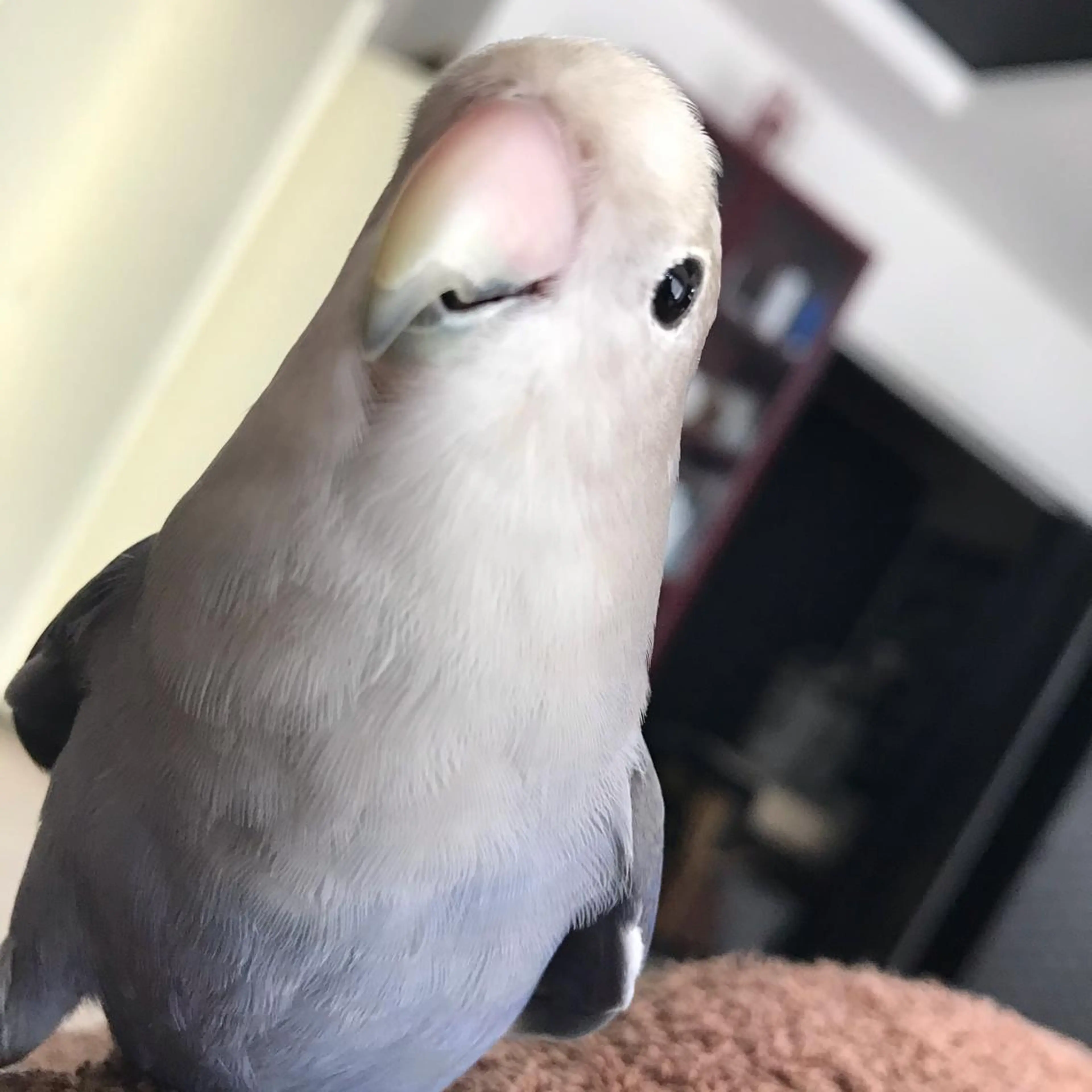 CHERIMO【lalaLaLa】所属・CHERIMO シェリモのネイルデザイン