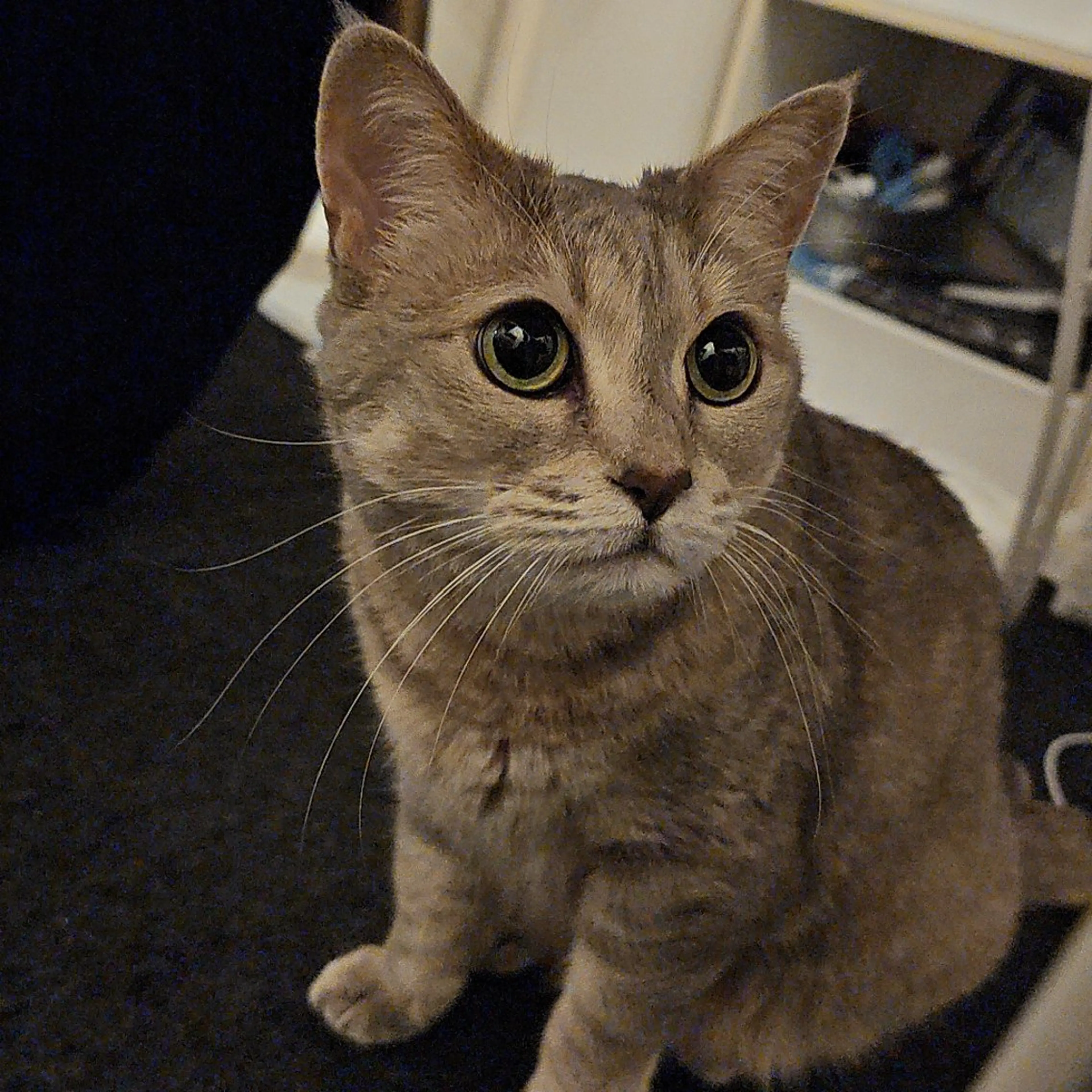 ネイル salon de Princess所属・salon de  Princessのネイルデザイン