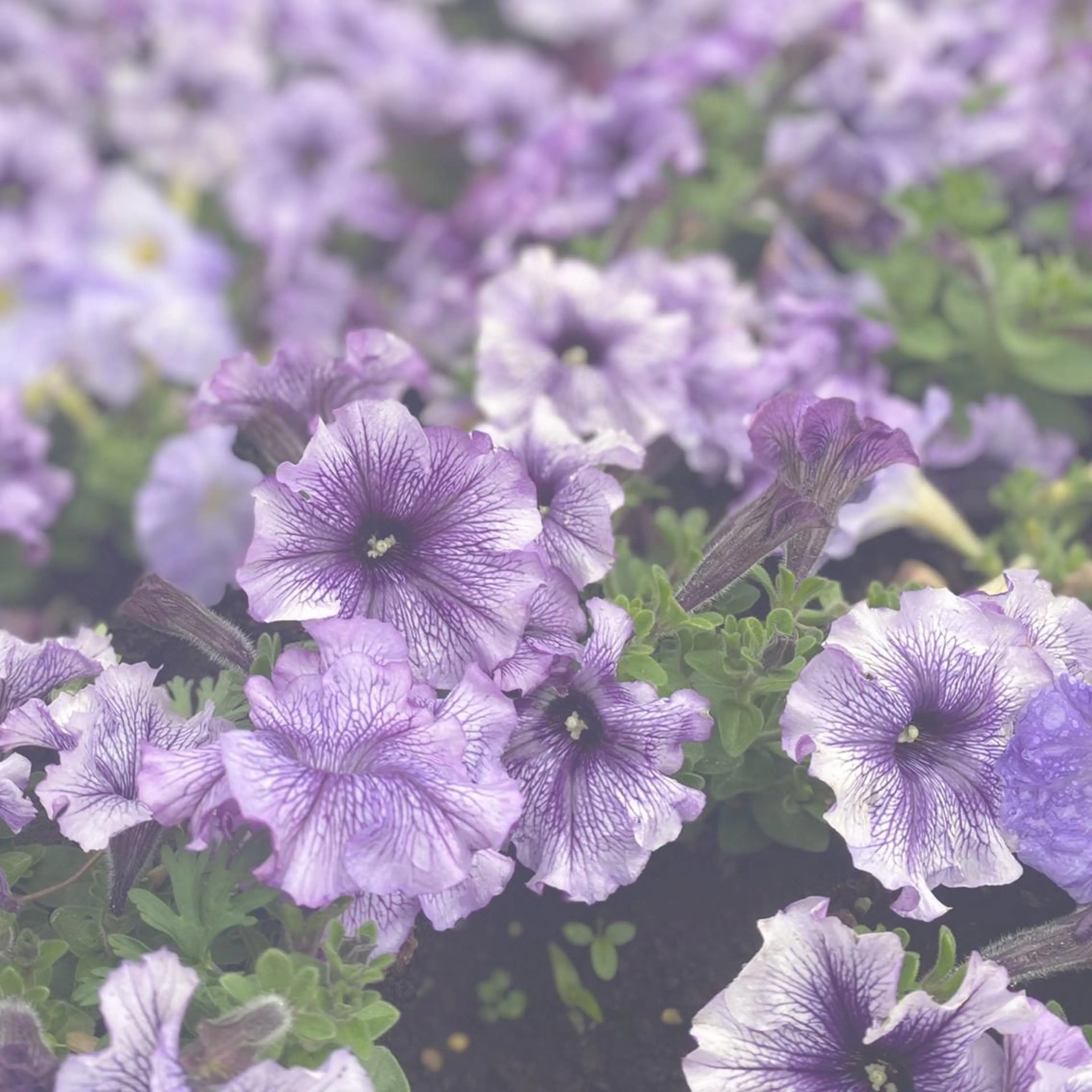 Plaatje所属・Plaatje💐 ゆずはのヘアスタイル