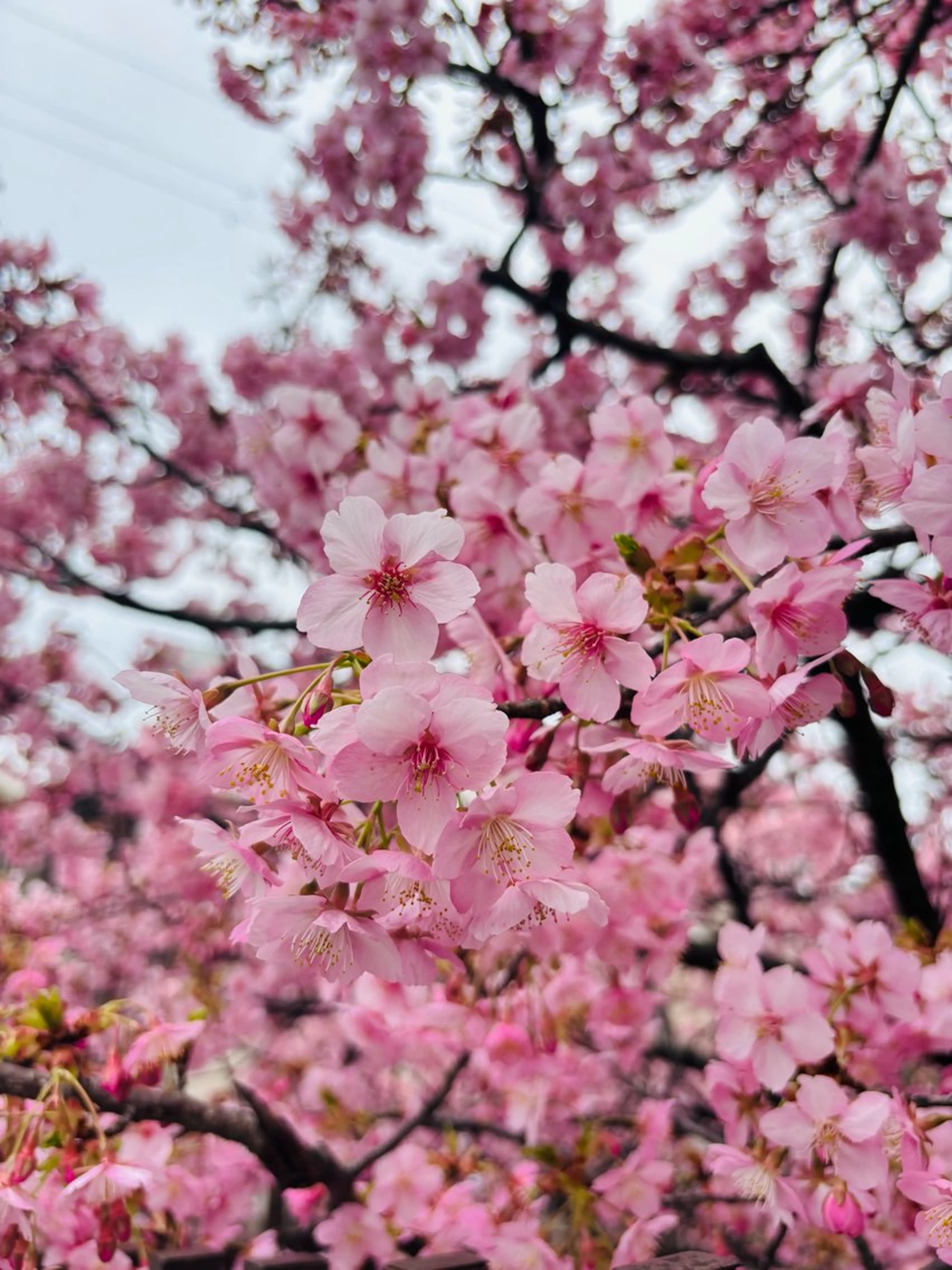 マツエク・マツパ マツエク オーロラ所属・AURORA RINAのマツエク・マツパデザイン
