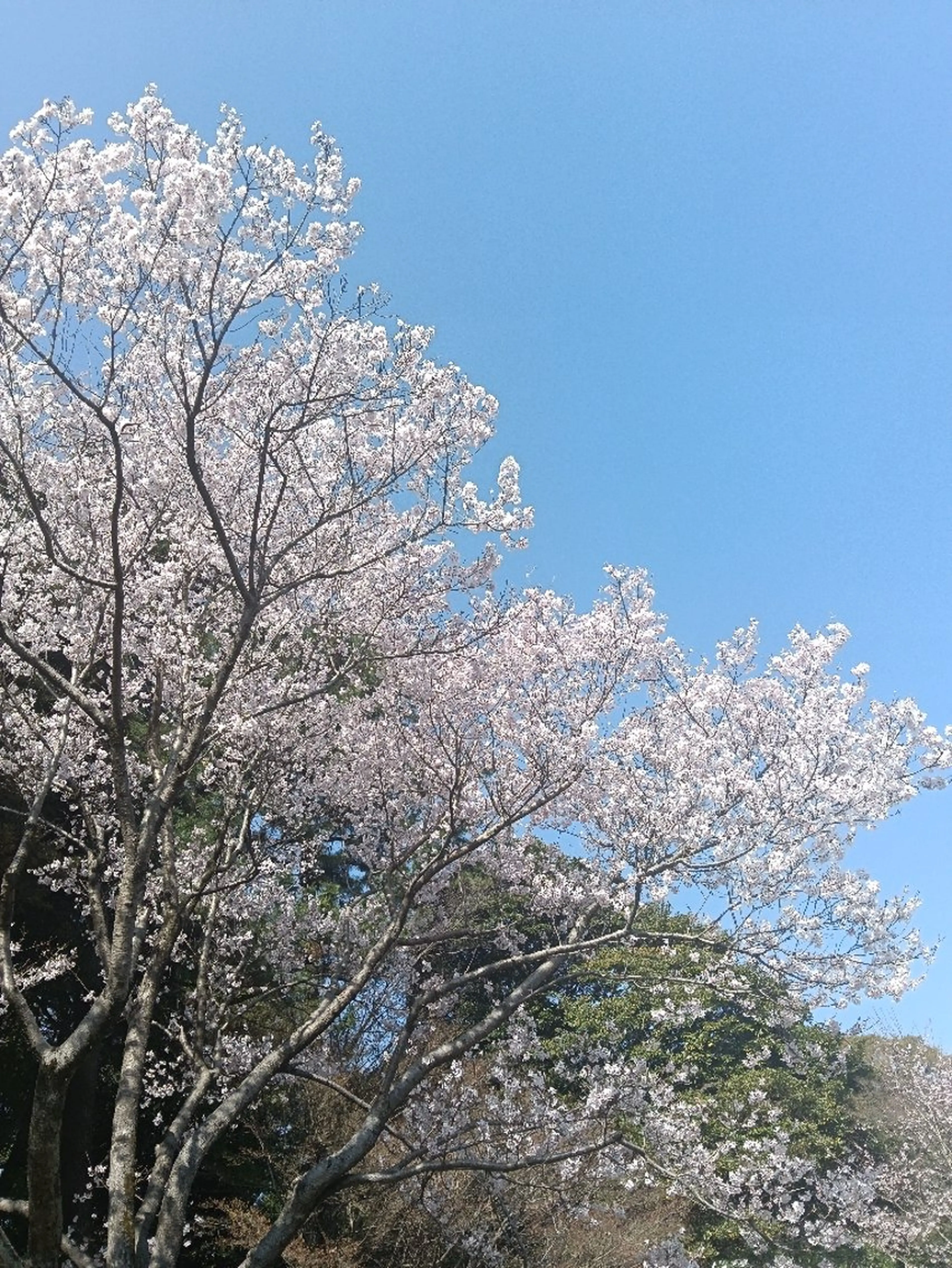 千の樹所属・🪷千住美人🪷 女性専用のエステ・リラクイメージ