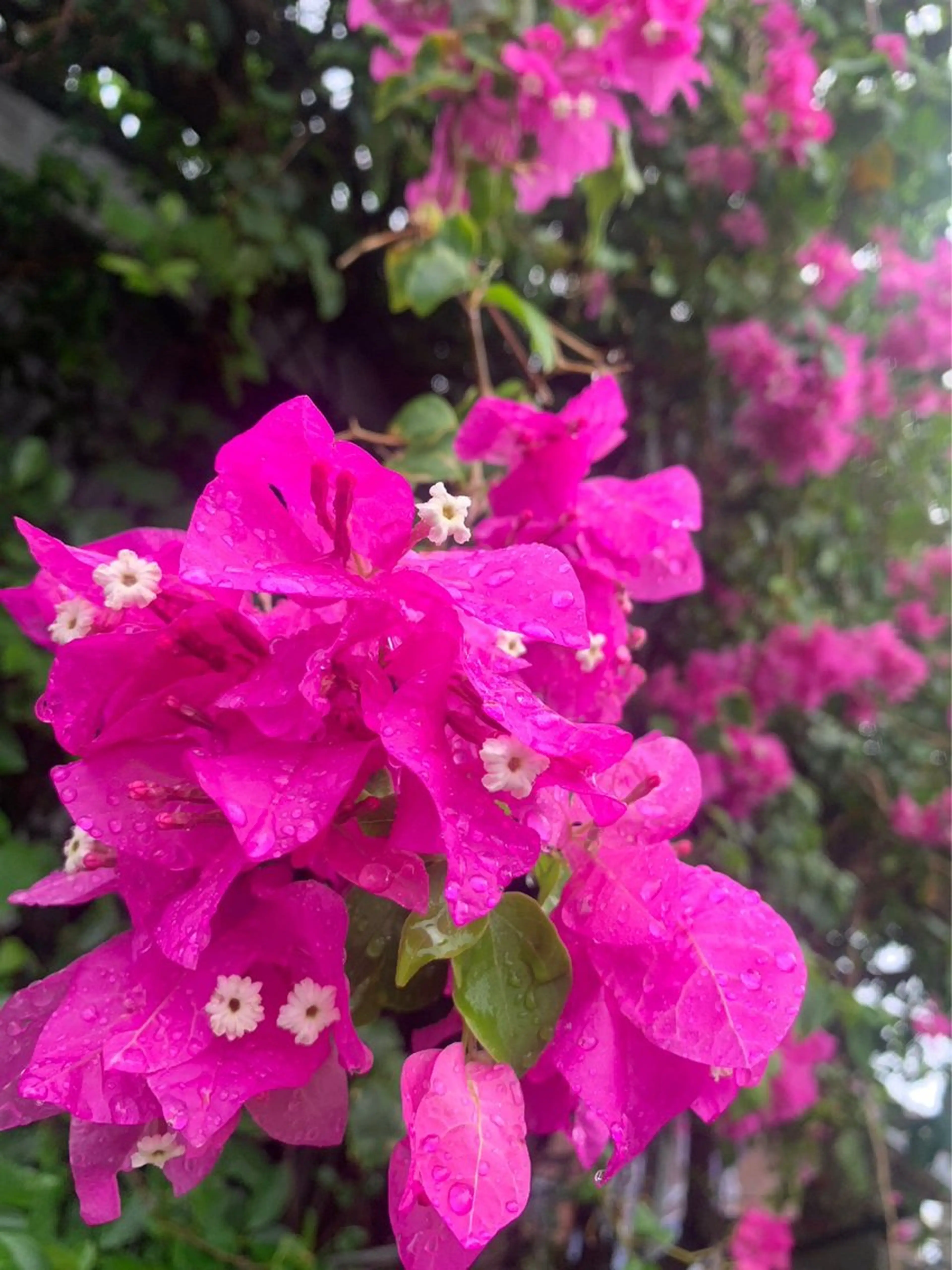 マツエク・マツパ NOA 🏝🌞のマツエク・マツパデザイン