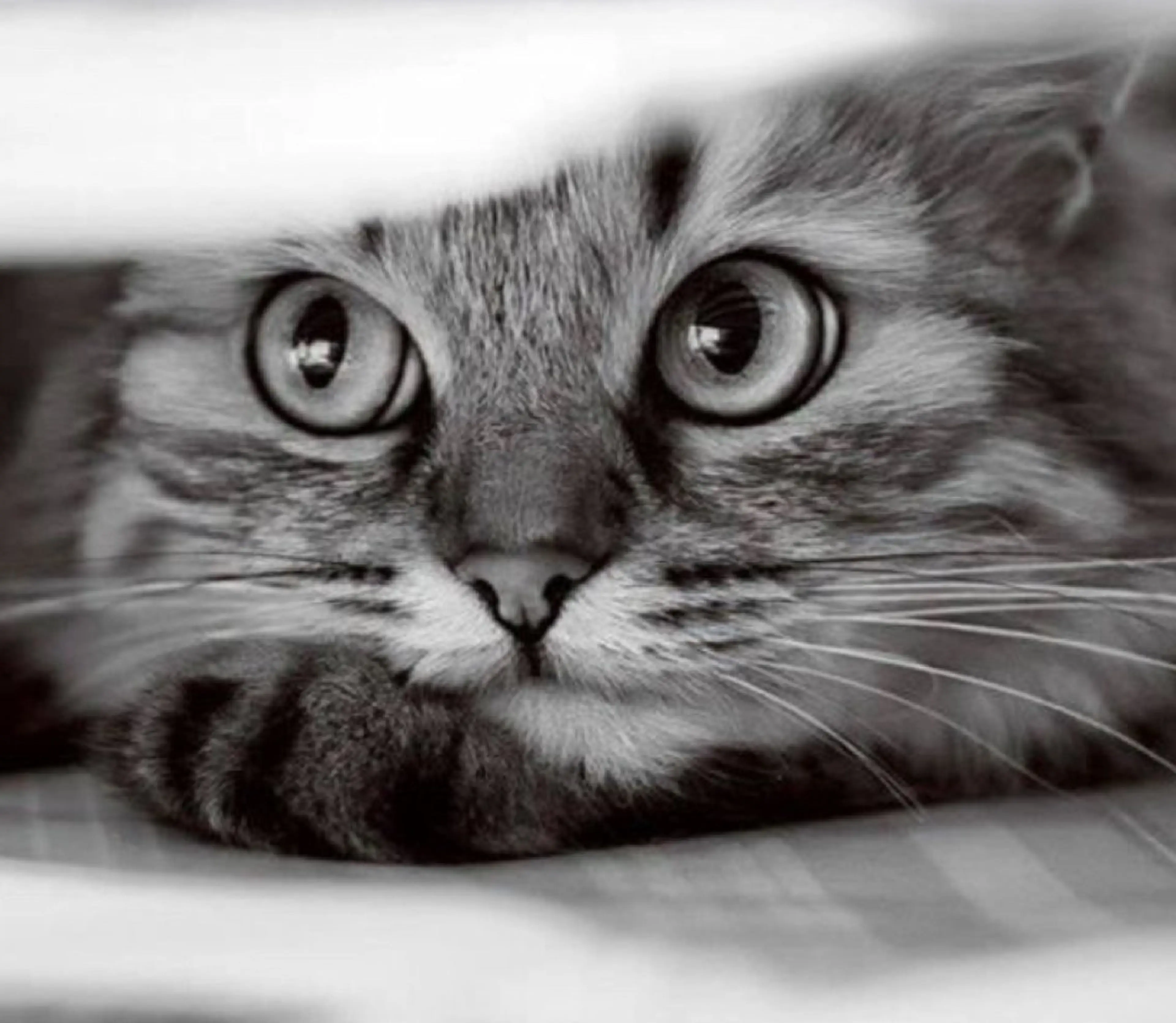 ᴍɪɴᴀ．‪‪ 🐈‍⬛のマツエク・マツパデザイン