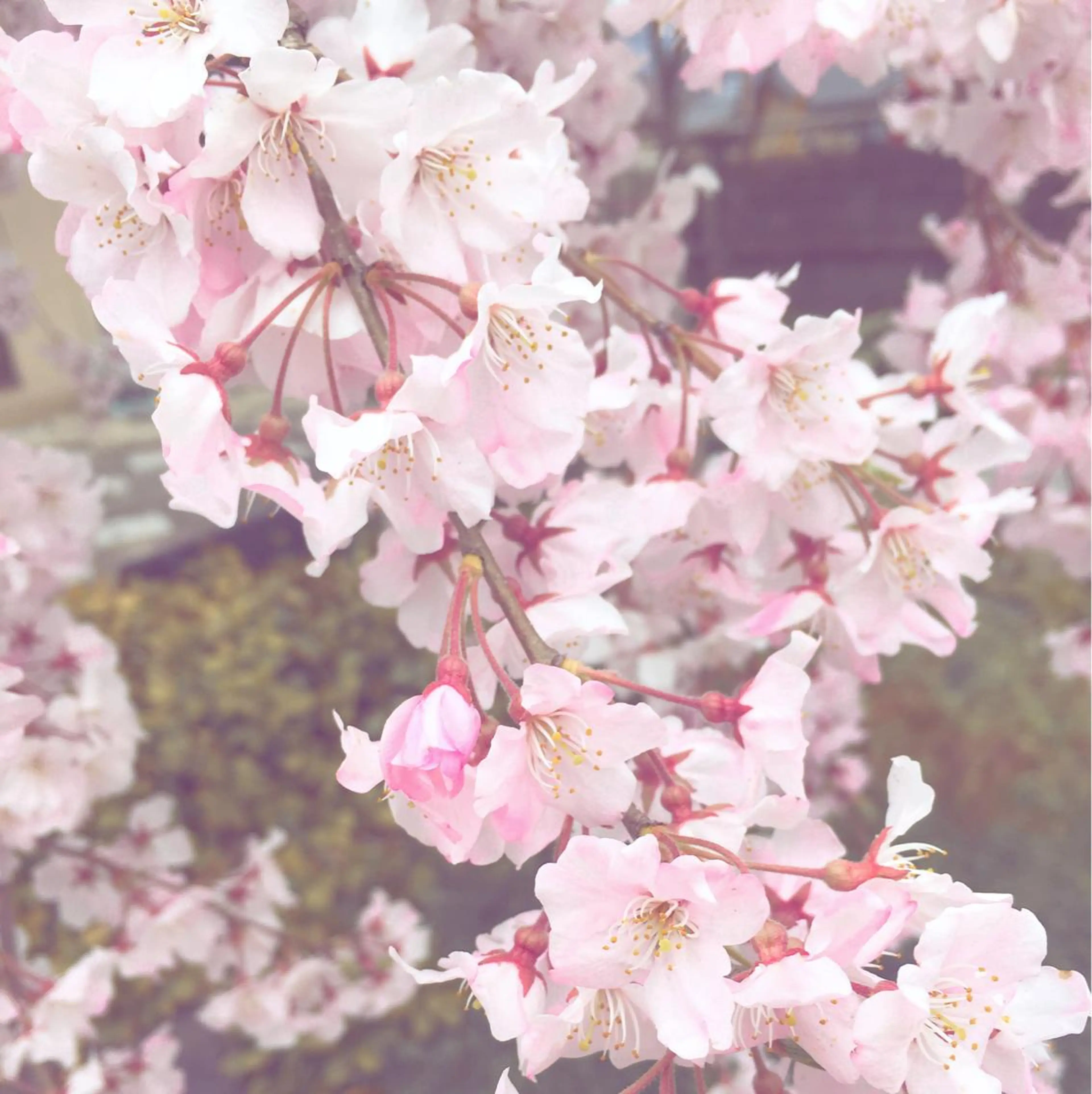 As hair所属・柔らか垢抜けｶﾗｰと ｶｯﾄ🫧ASUKAのヘアスタイル