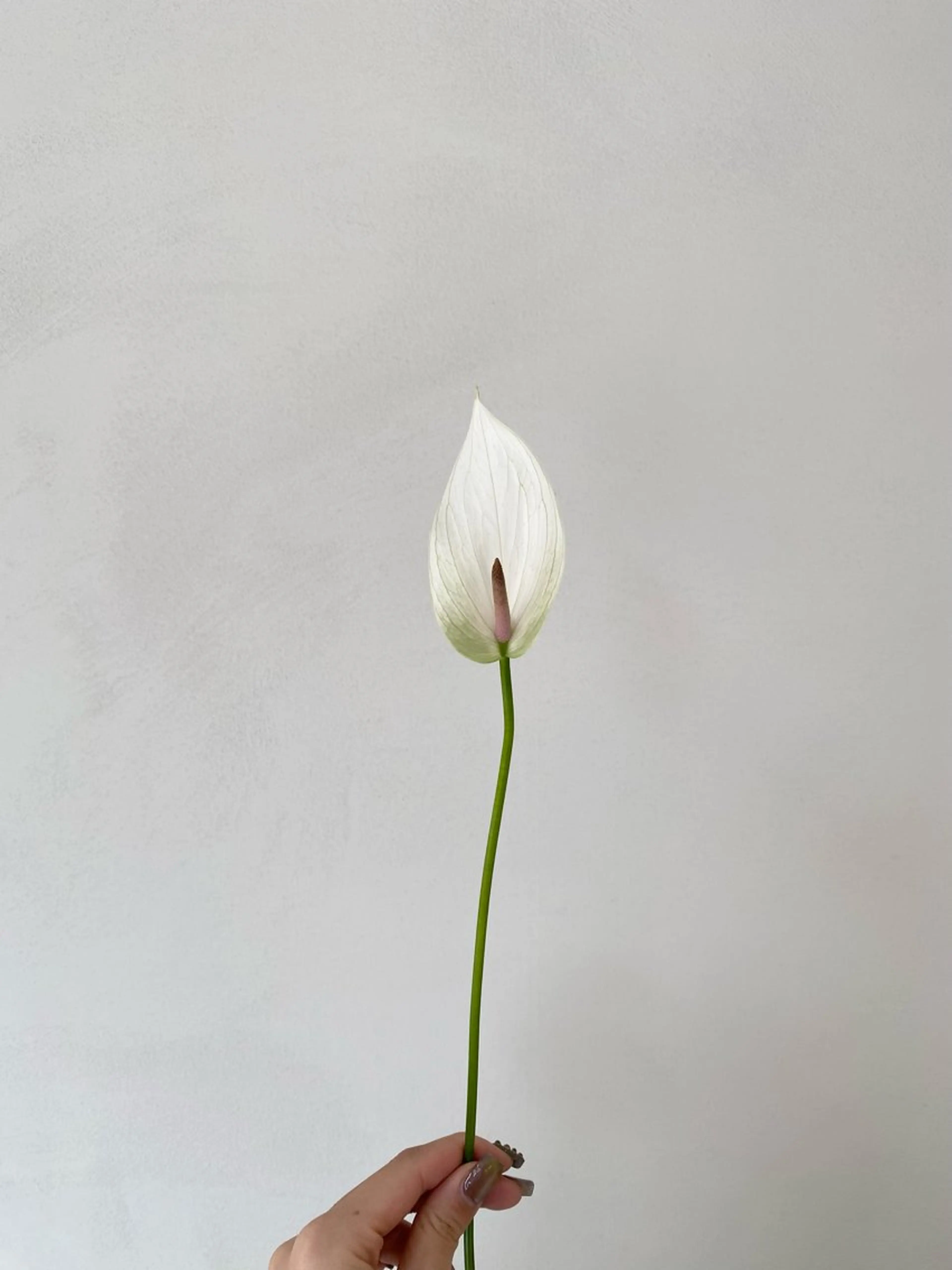 キッズ 子どものヘアアレンジ カット ヘアカラー トリートメント 🪻花屋併設🪻秀島 有紀のヘアスタイル