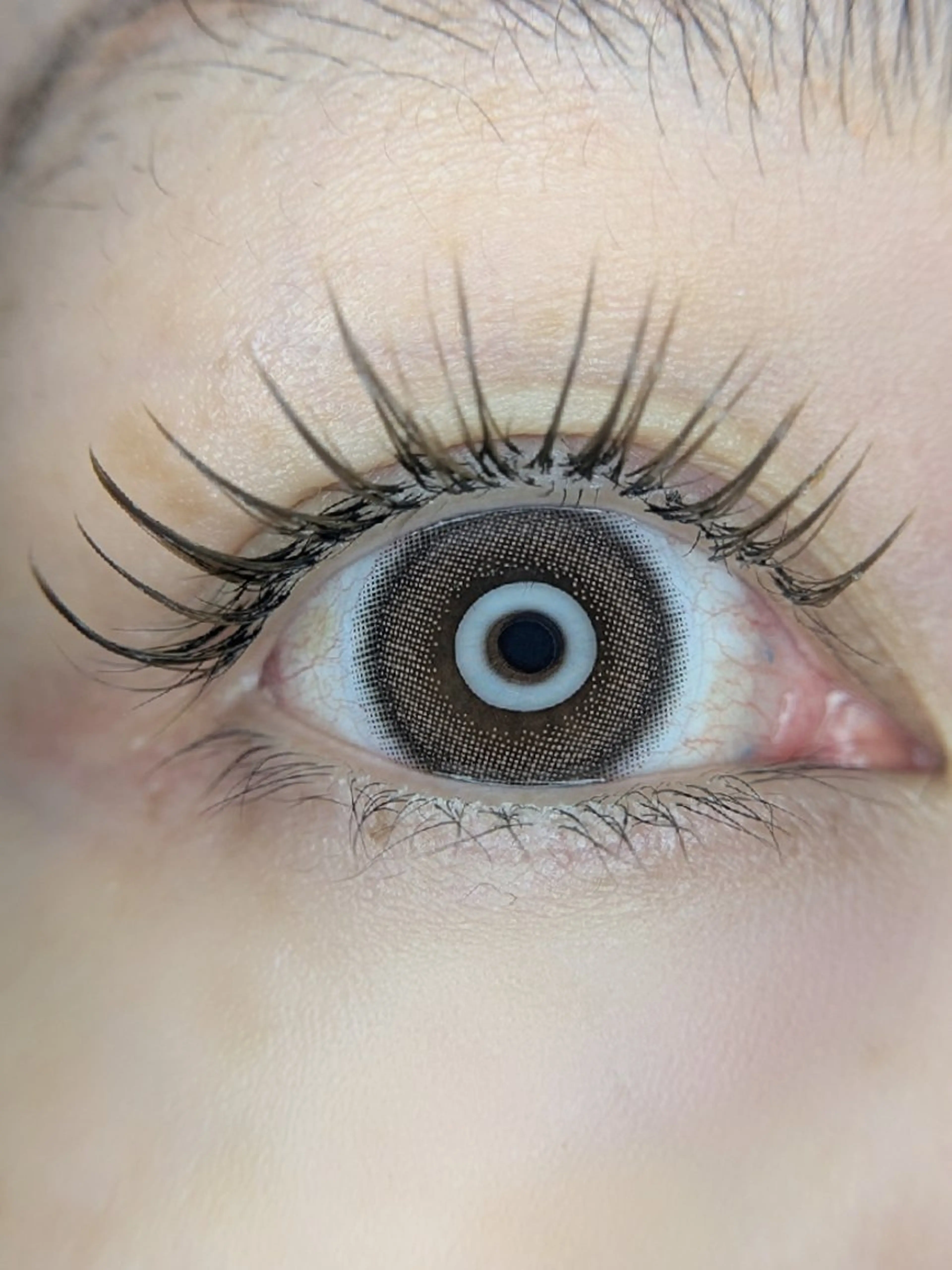 ブラウンフラットラッシュ100本の写真