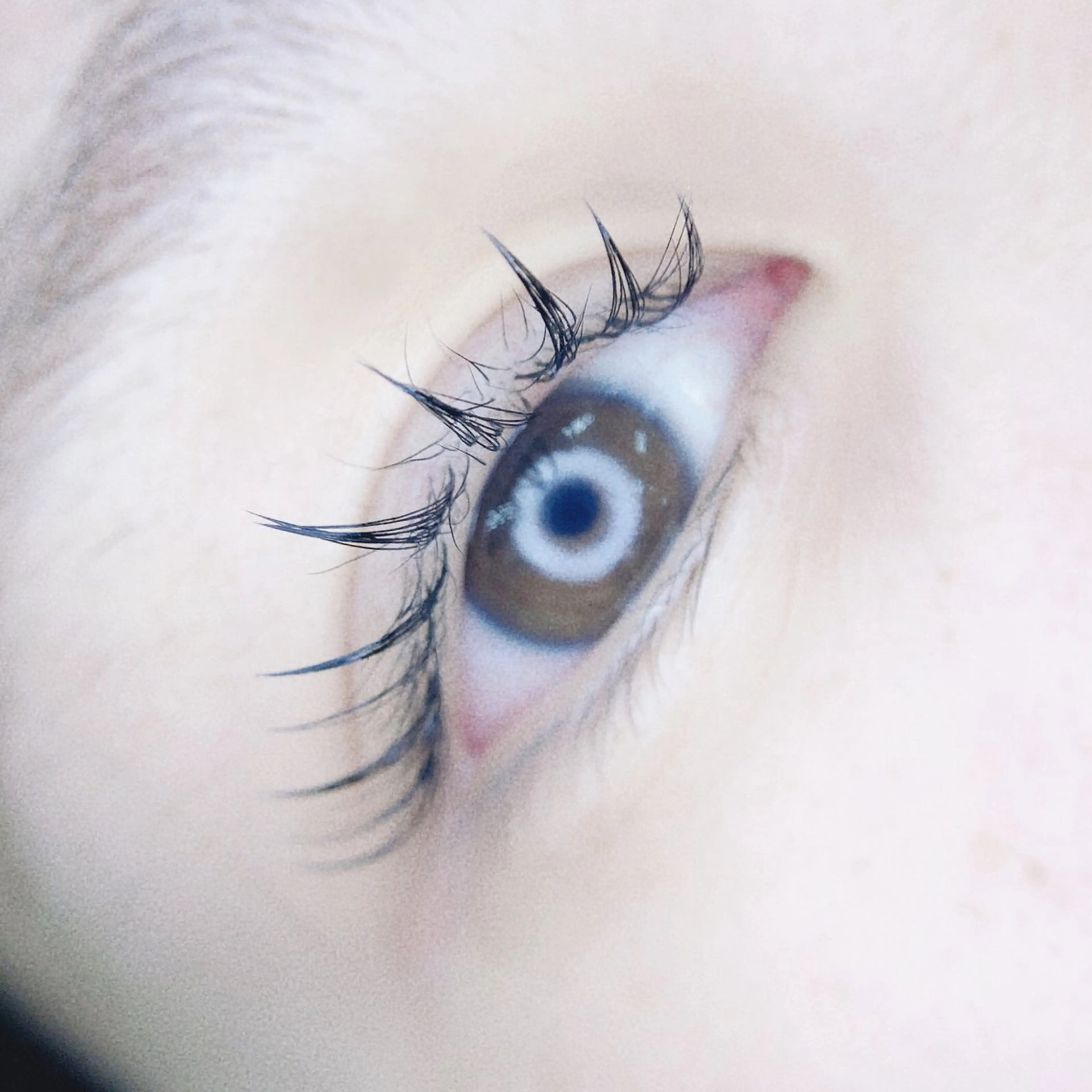 マツエク・マツパ マツエク MIGNON 冨田　当日予約のみのマツエク・マツパデザイン