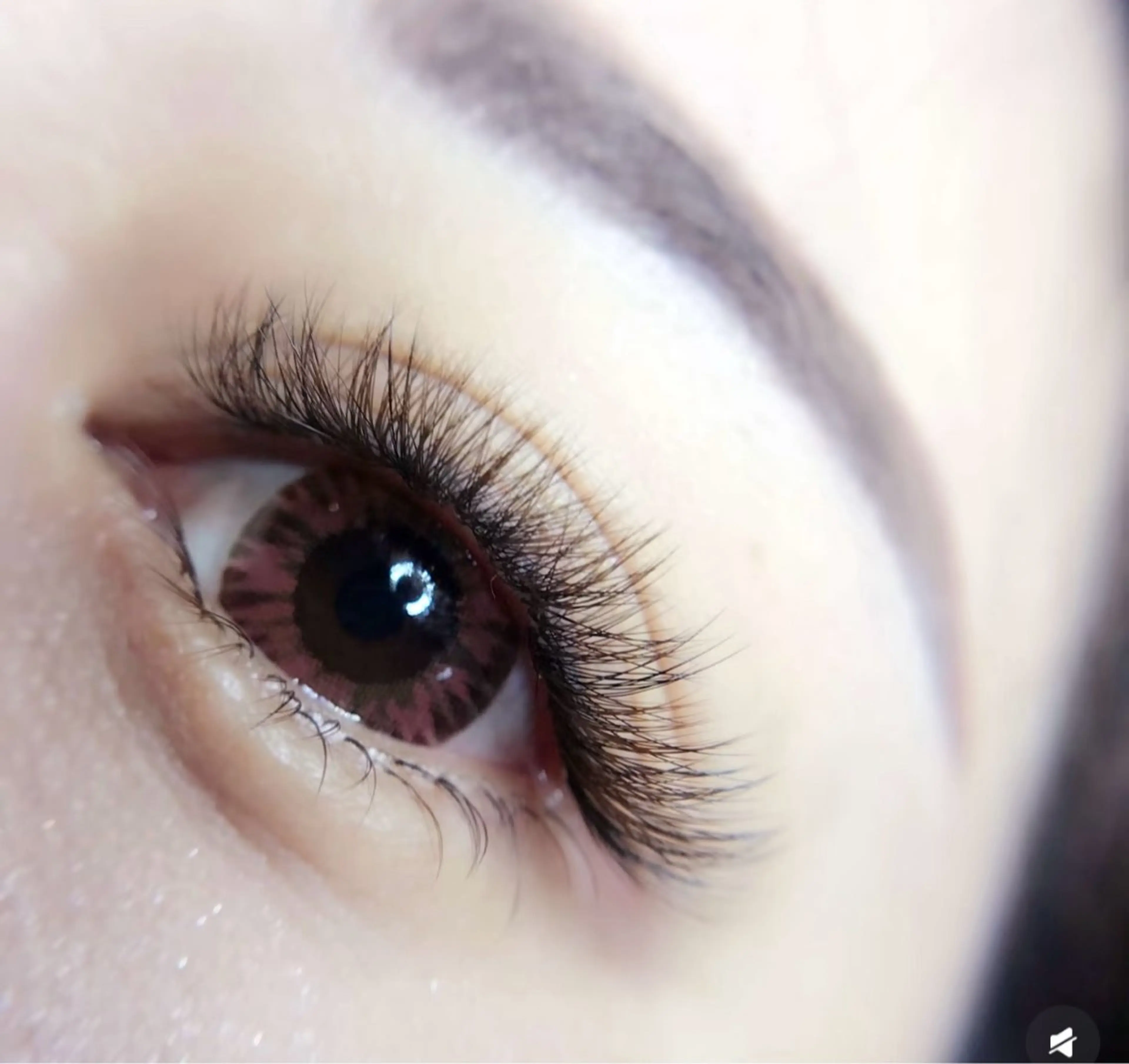 3 D ブラウンボリュームラッシュ180束600本以上（LED 変更980長持ち）の写真