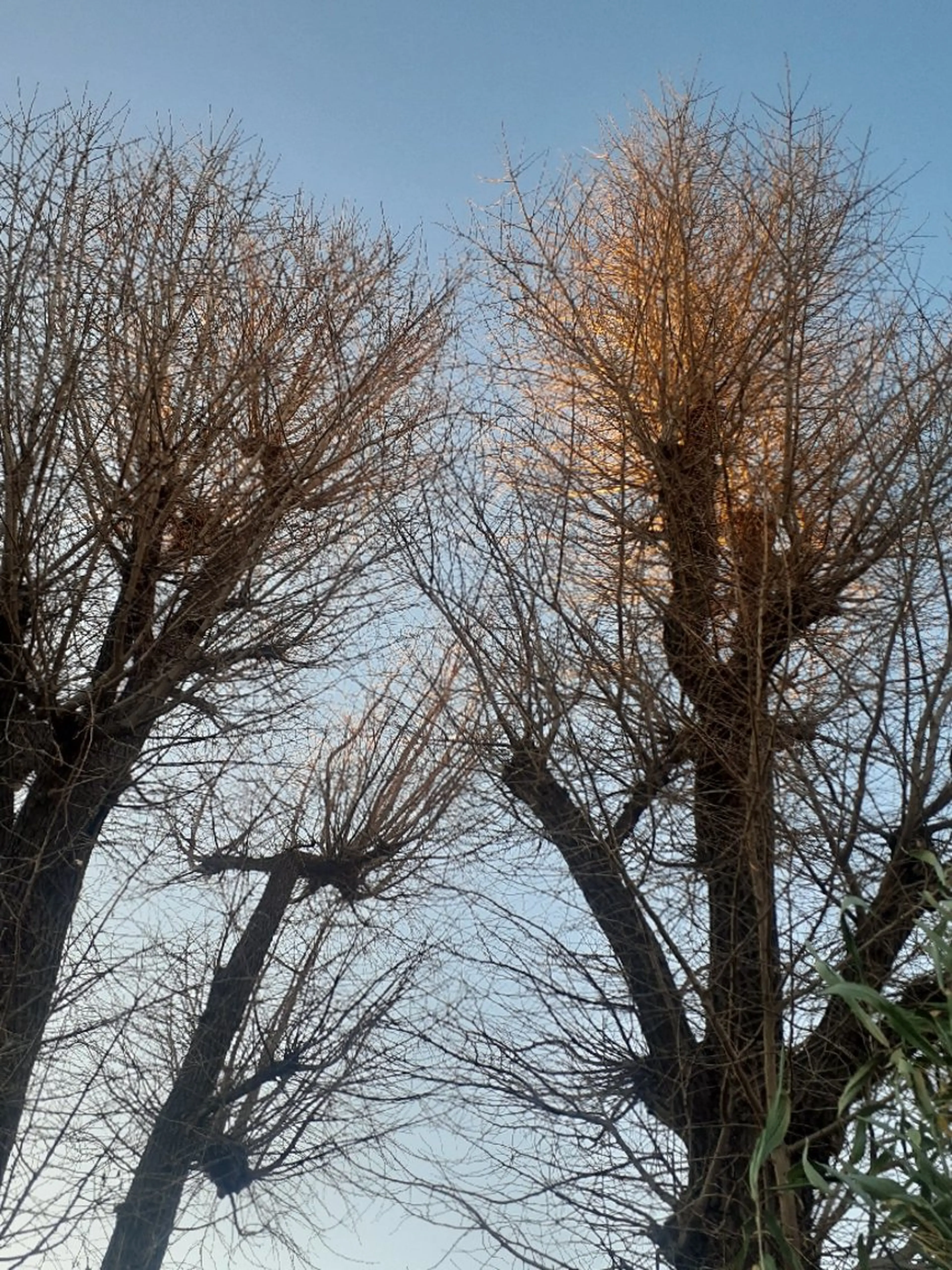 千の樹所属・久保 美咲(女性専用)のエステ・リラクイメージ