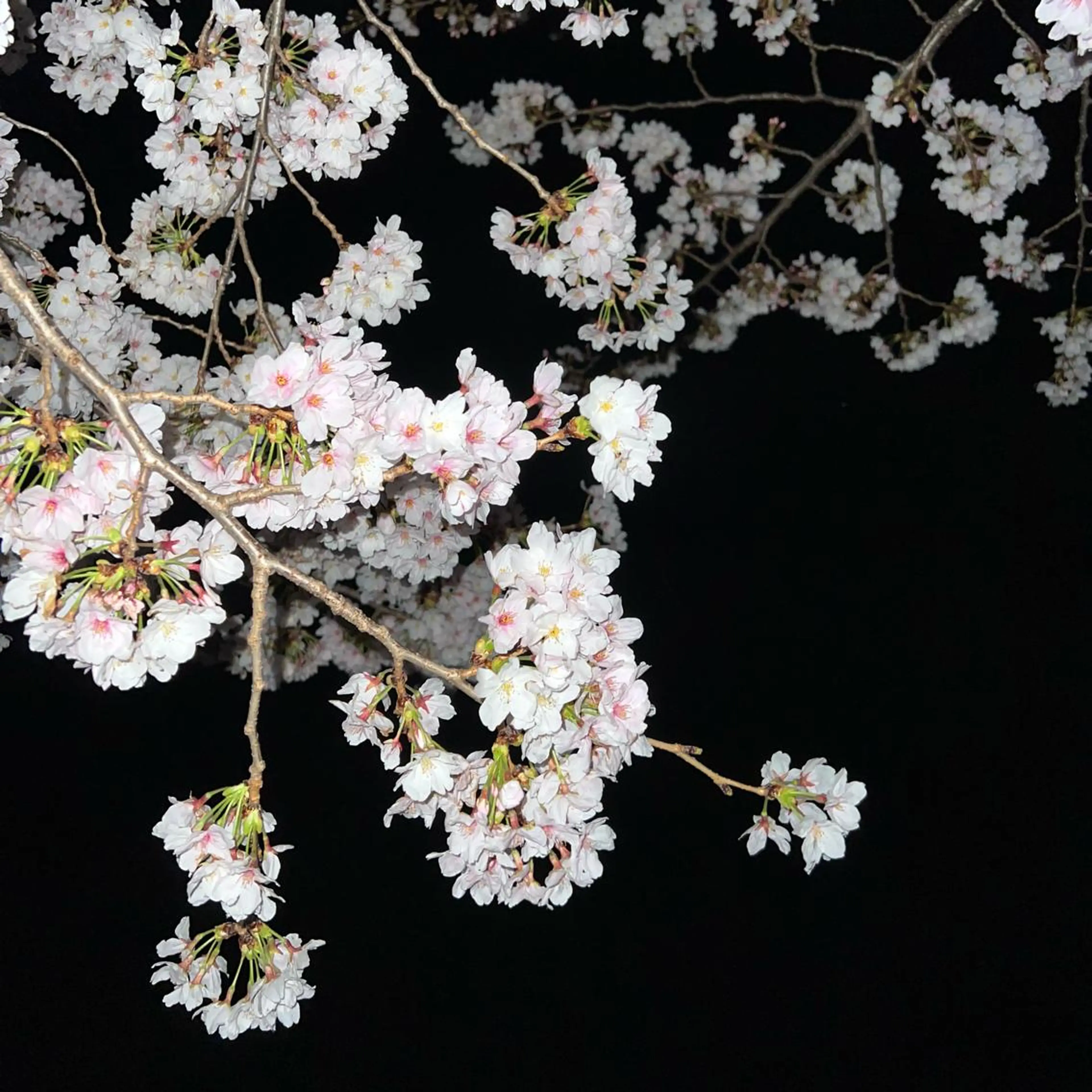 TIDEHAIR SHIHOのヘアスタイル