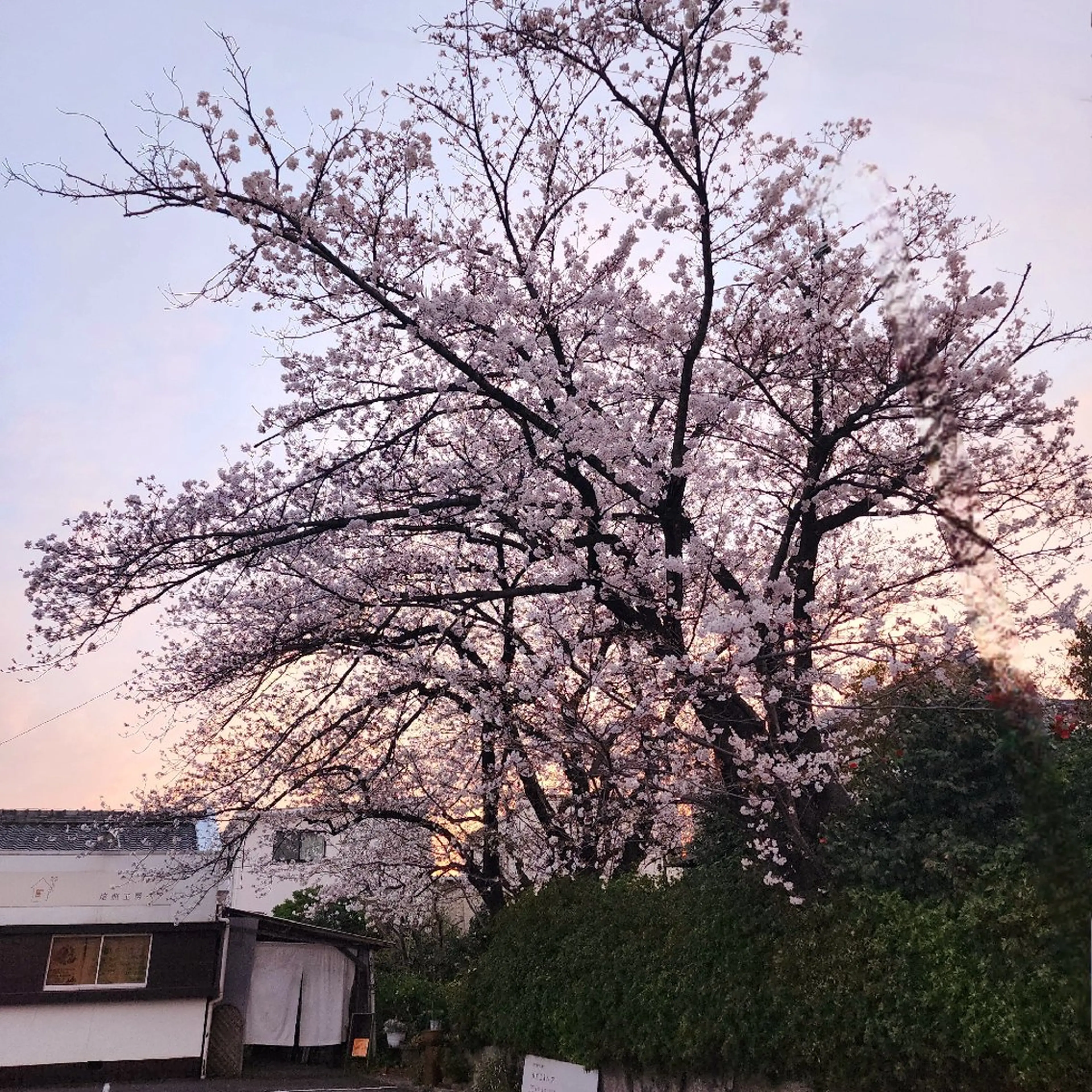 KAWAKITA  MAMIのマツエク・マツパデザイン