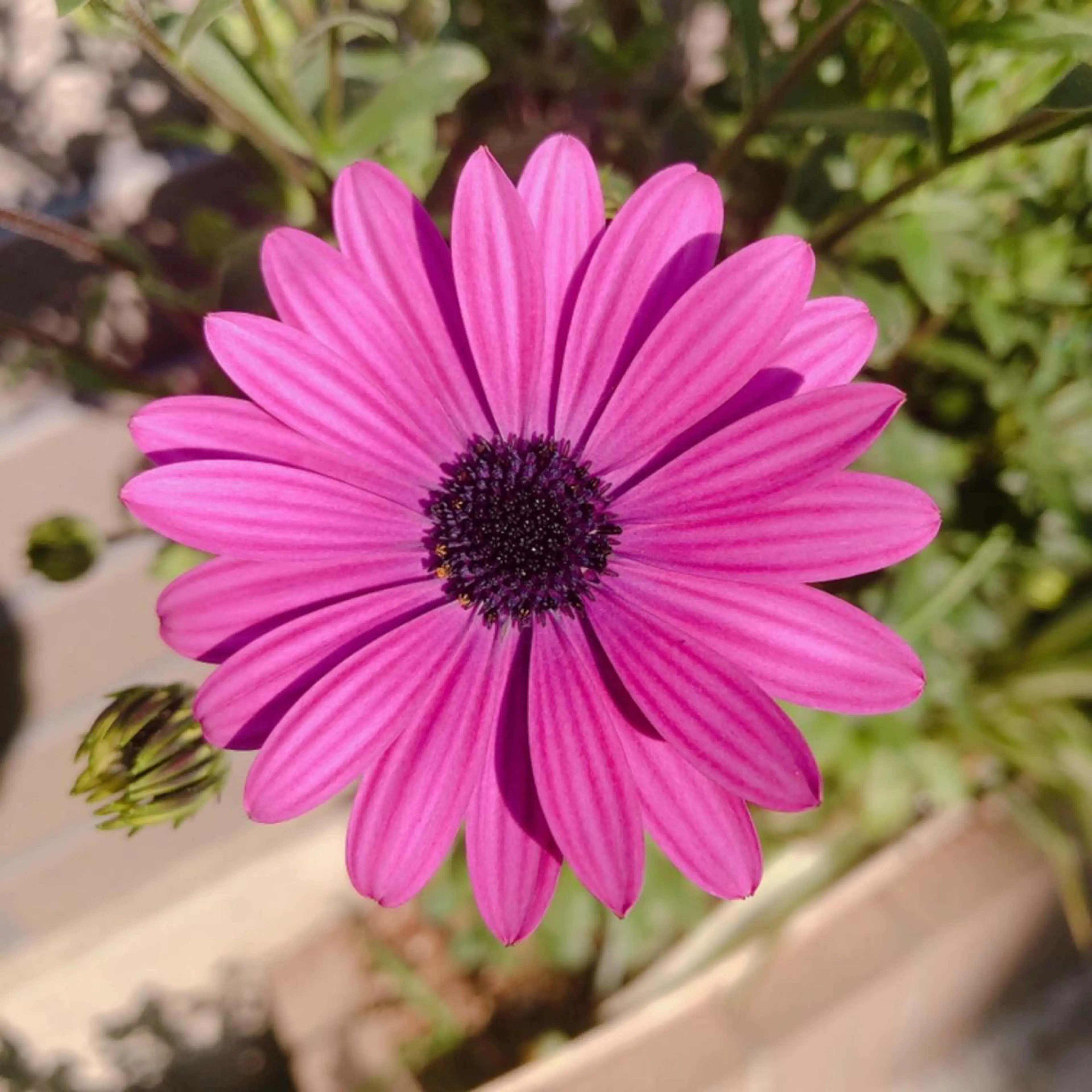 マツエク・マツパ なかむら 🪡のマツエク・マツパデザイン