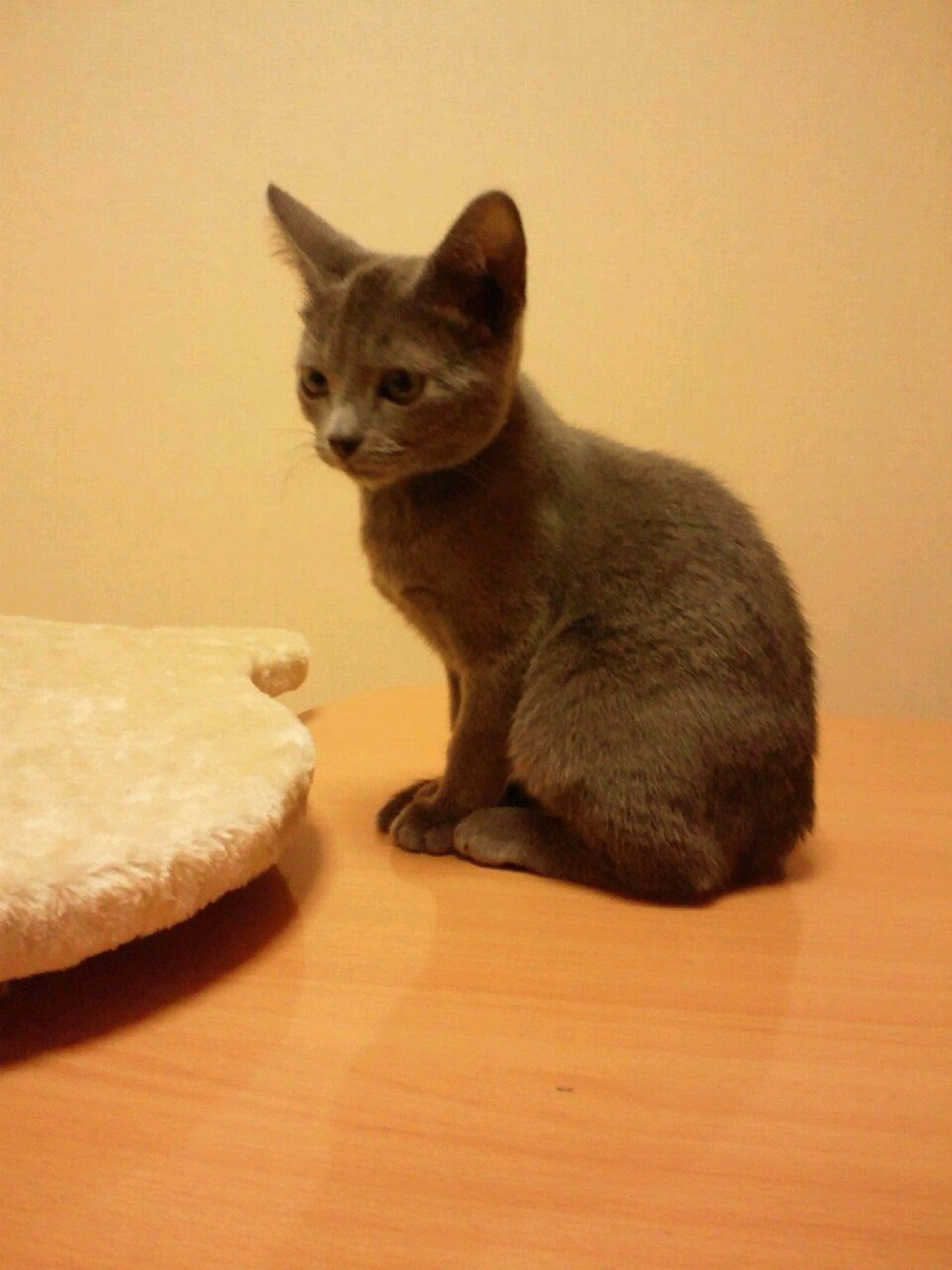 Spiky とうげ ふうかのネイルデザイン