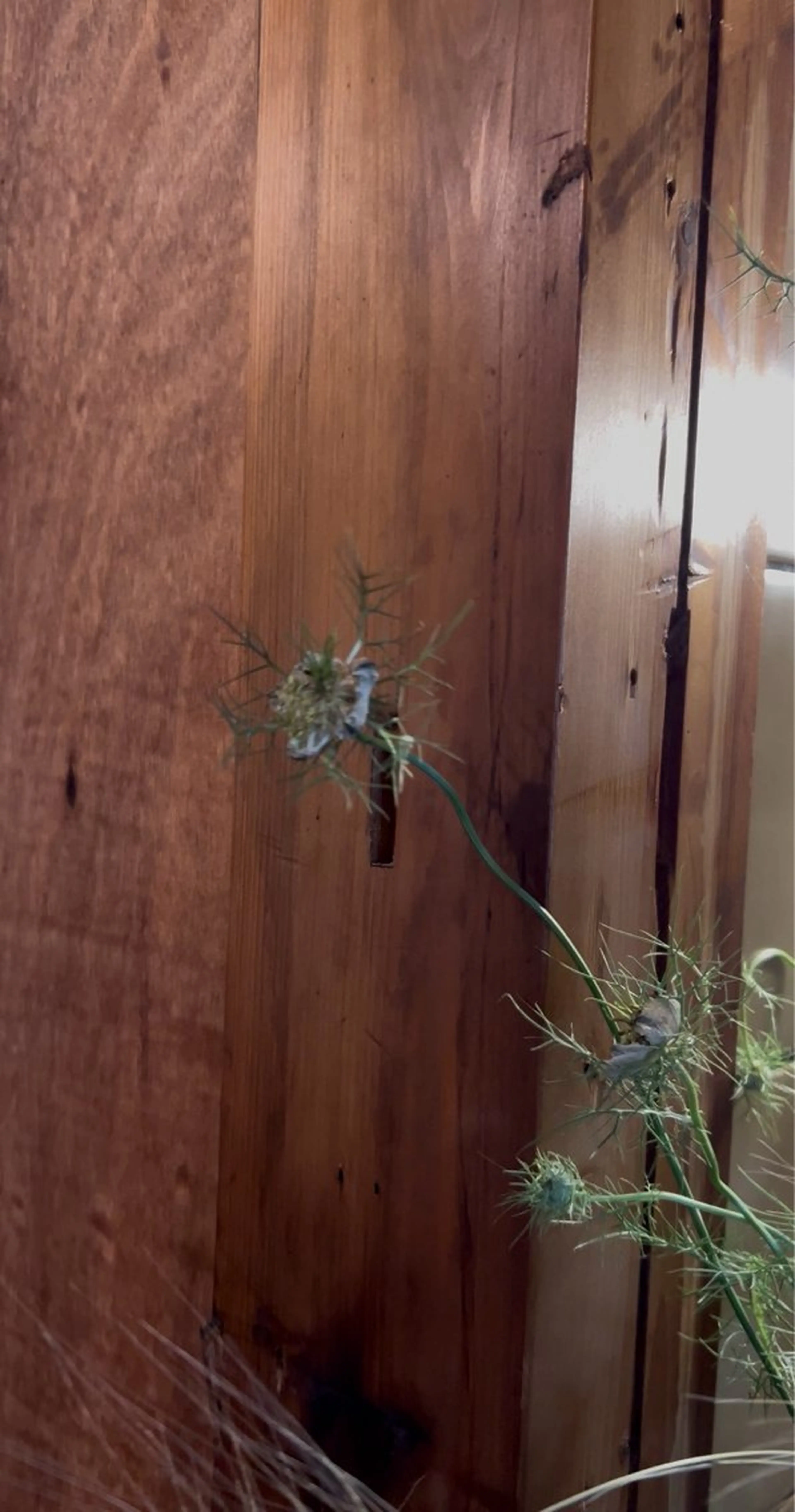 艶カラー🪷前処理トリートメント付き🪷{ ショート}2種類から選べるアジュバンシャンプー使用の写真