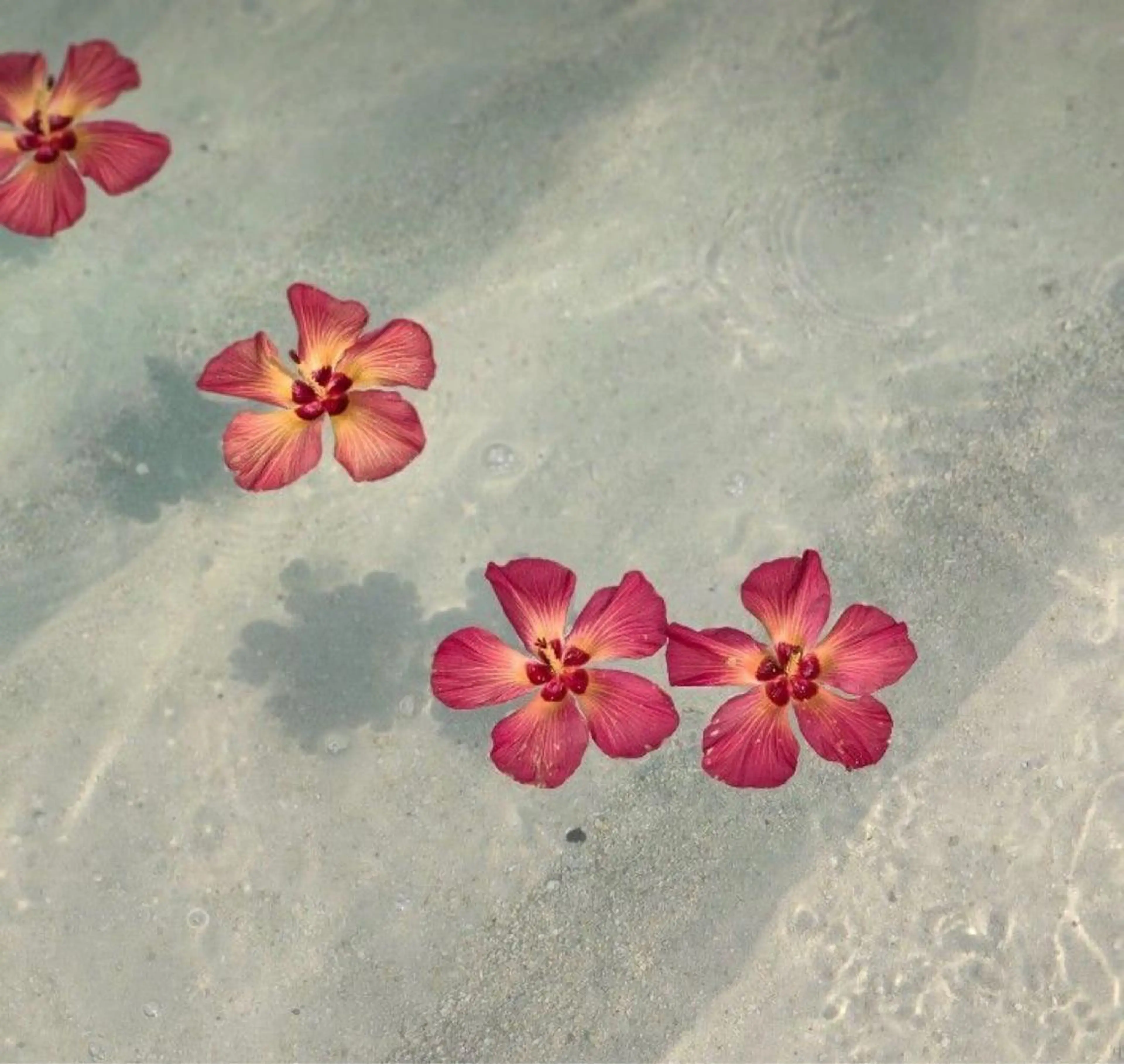 Bless hair &spa所属・🫧縮毛矯正／カラー ／bless松浦🫧のヘアスタイル