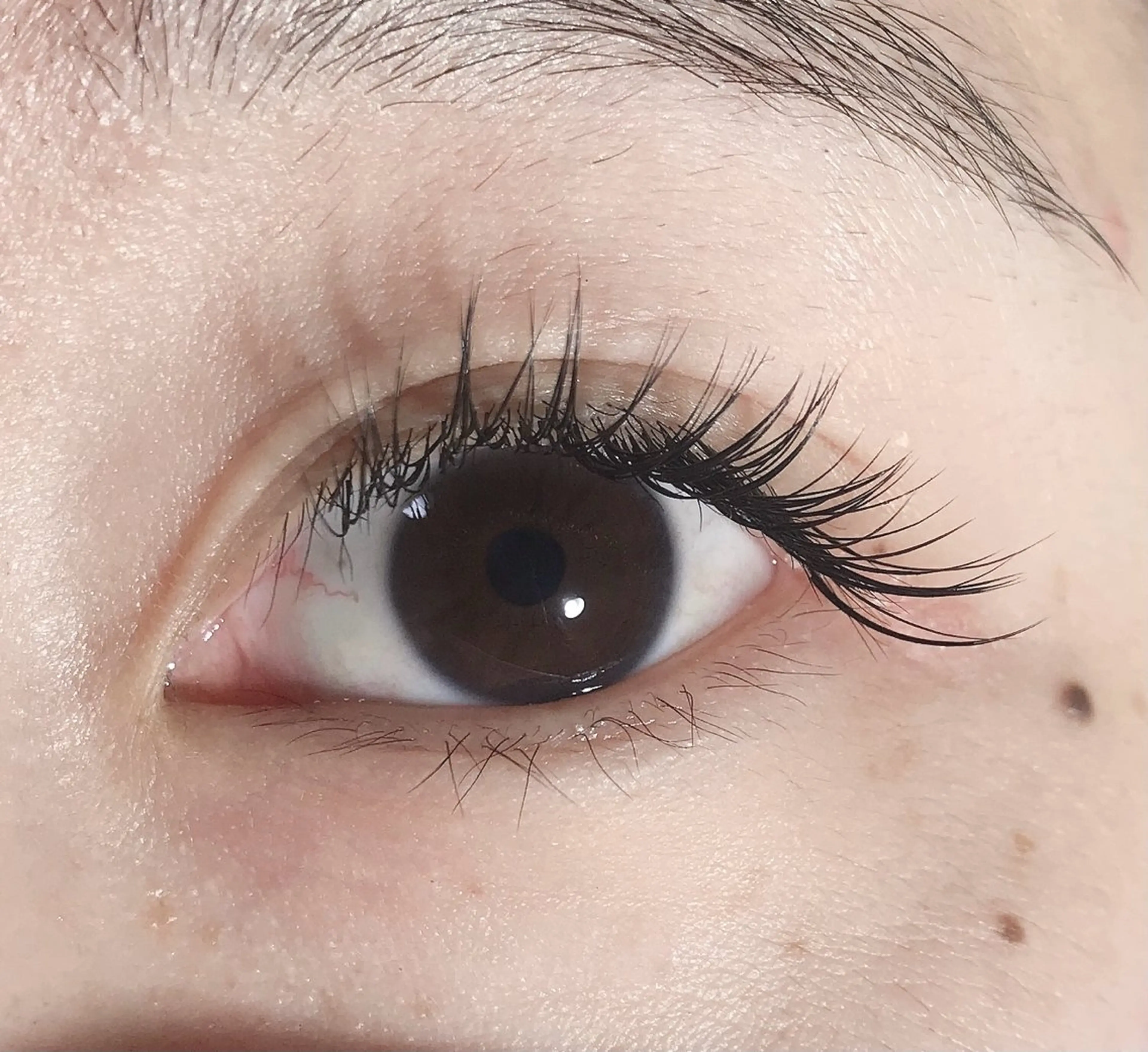 早い者勝ち！セーブルつけ放題　￥５０００円の写真