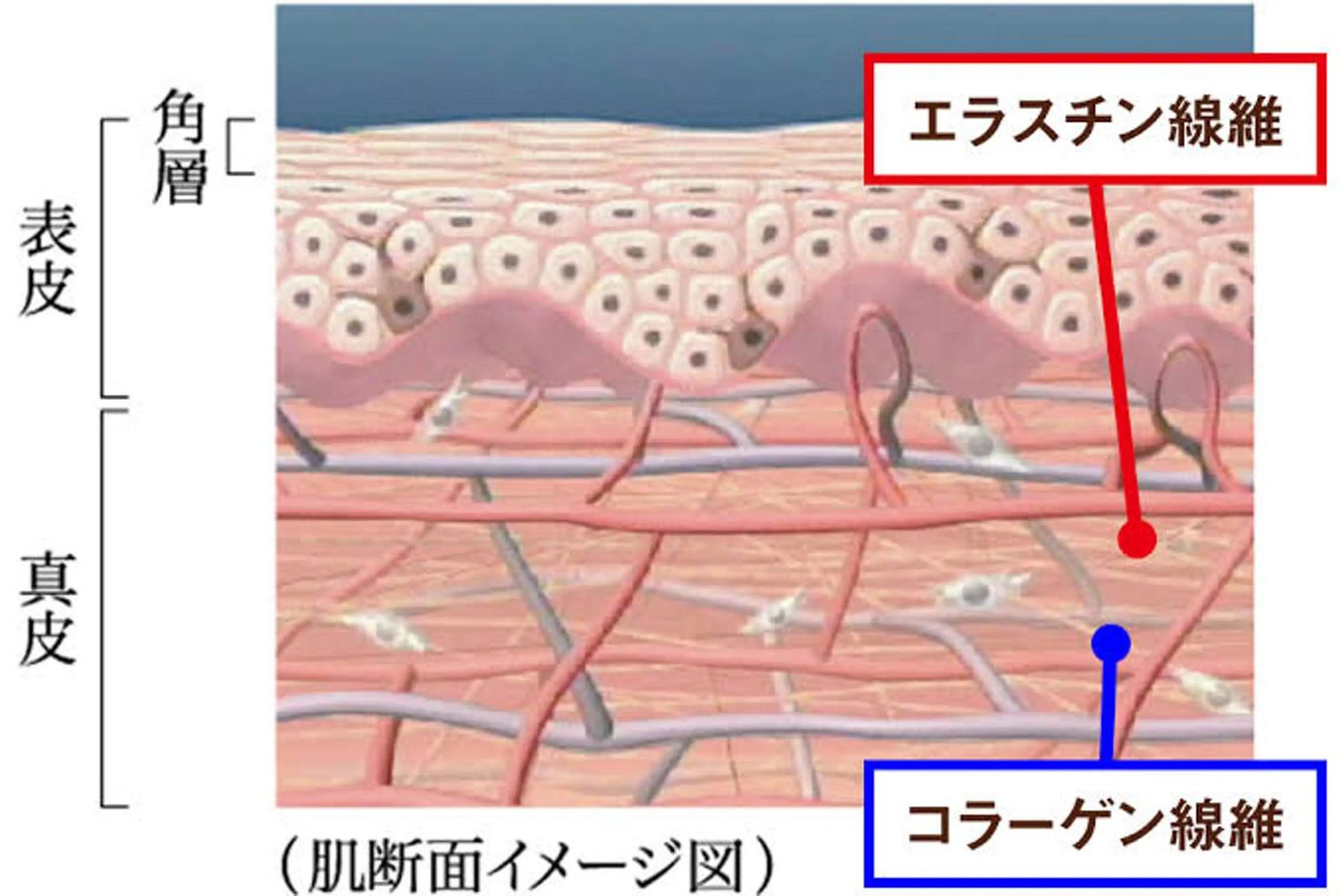ショート カラー パーマ ヘアアレンジ メンズ キッズ ネイル マツエク・マツパ 学生（メンズ向け） 学生 小顔カット Chloe-クロエ- 脱毛/フェイシャルのエステ・リラクイメージ