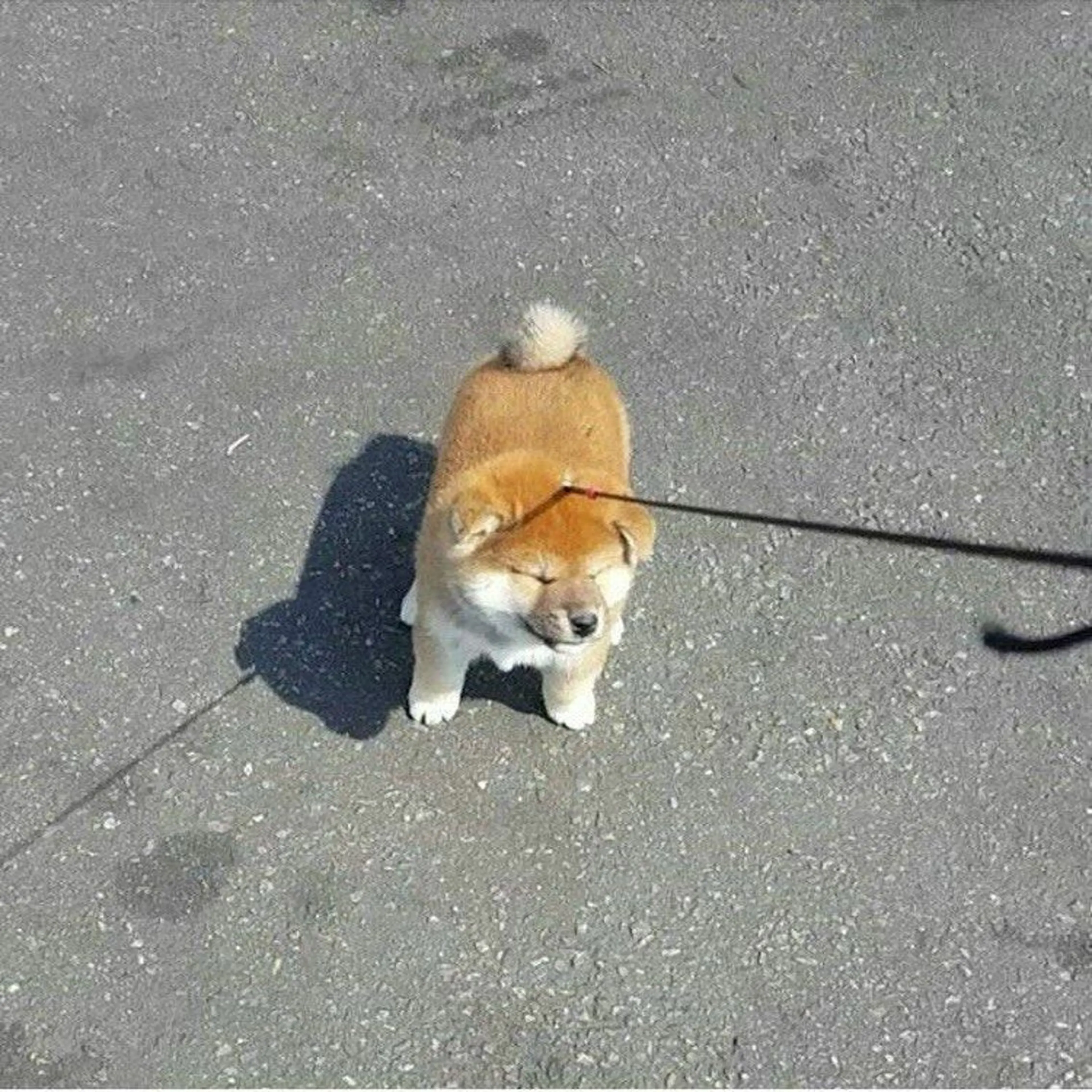 アイブロウ Bianca 大宮店 YANAGI🐕のマツエク・マツパデザイン