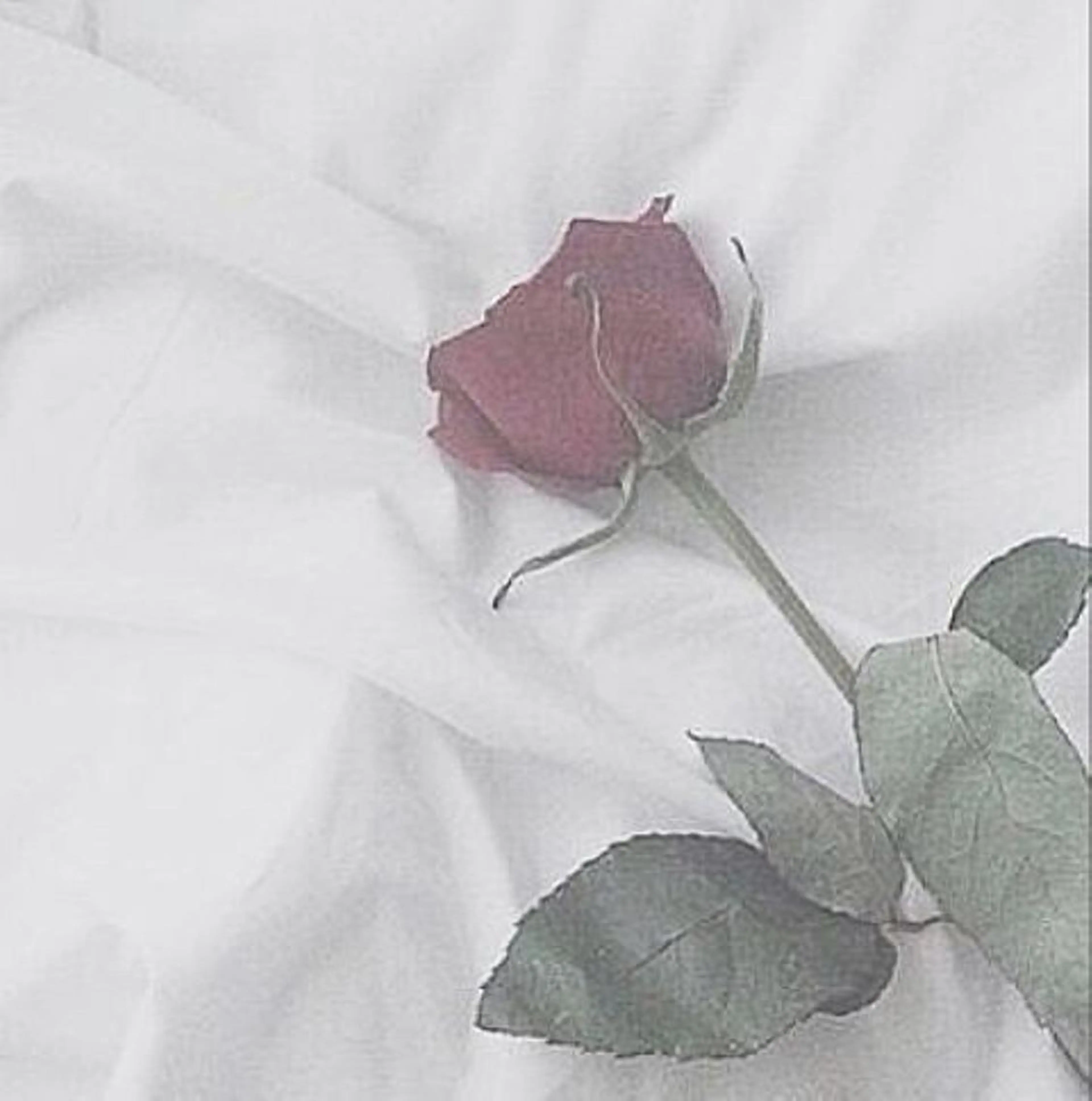 🍒 SHIORI🍒のマツエク・マツパデザイン