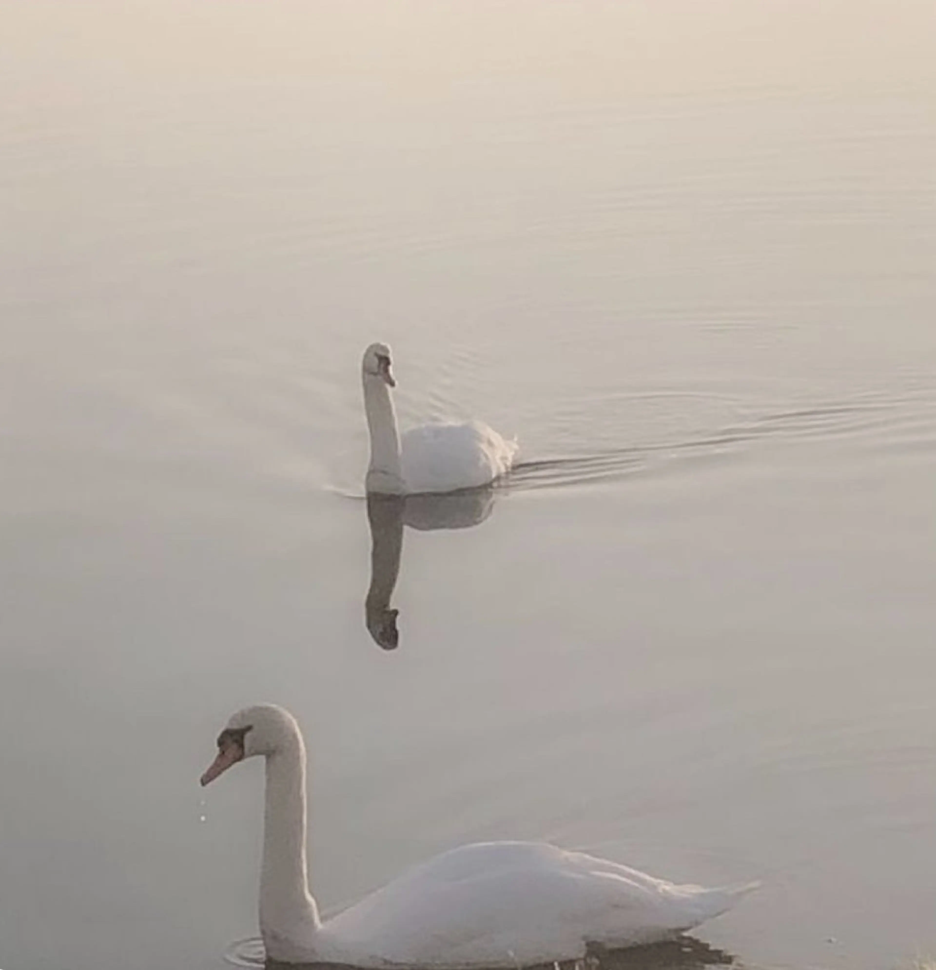 アイブロウ 眉毛ワックス脱毛 eyelly🌿 nanaのマツエク・マツパデザイン