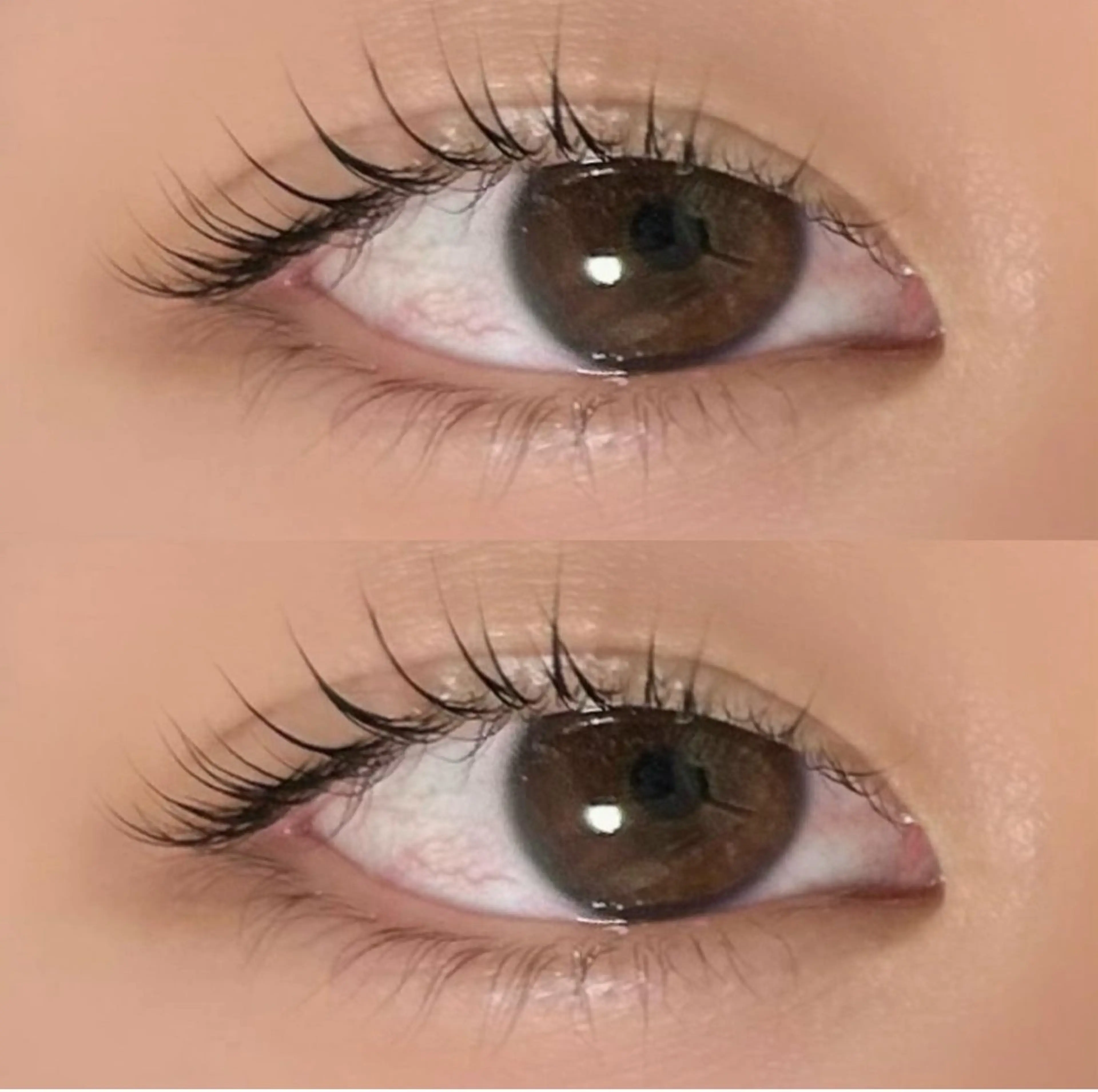 マツパ（上限定）の写真