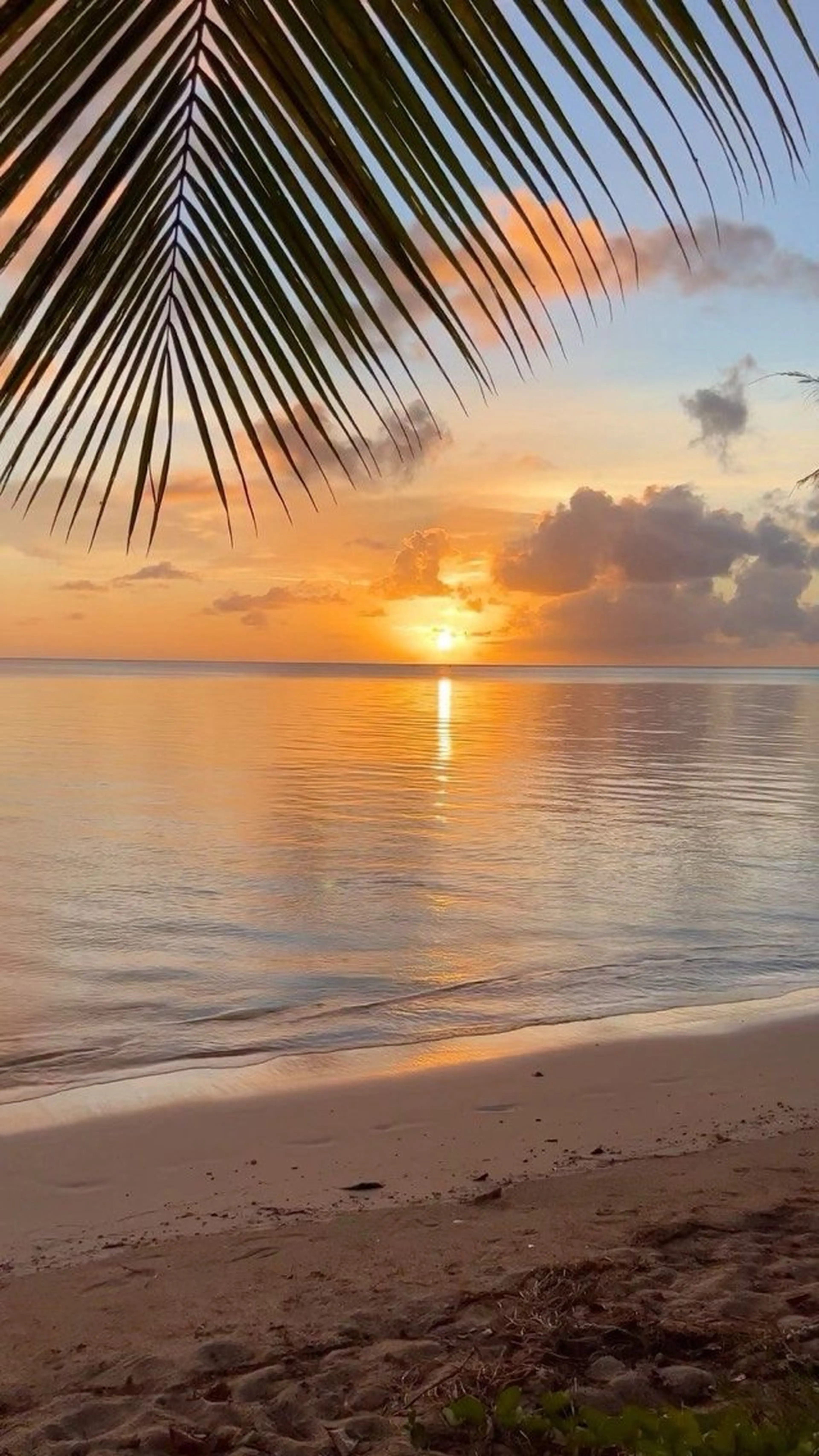 当店オフのみ🌴【minimo限定価格❕】の写真