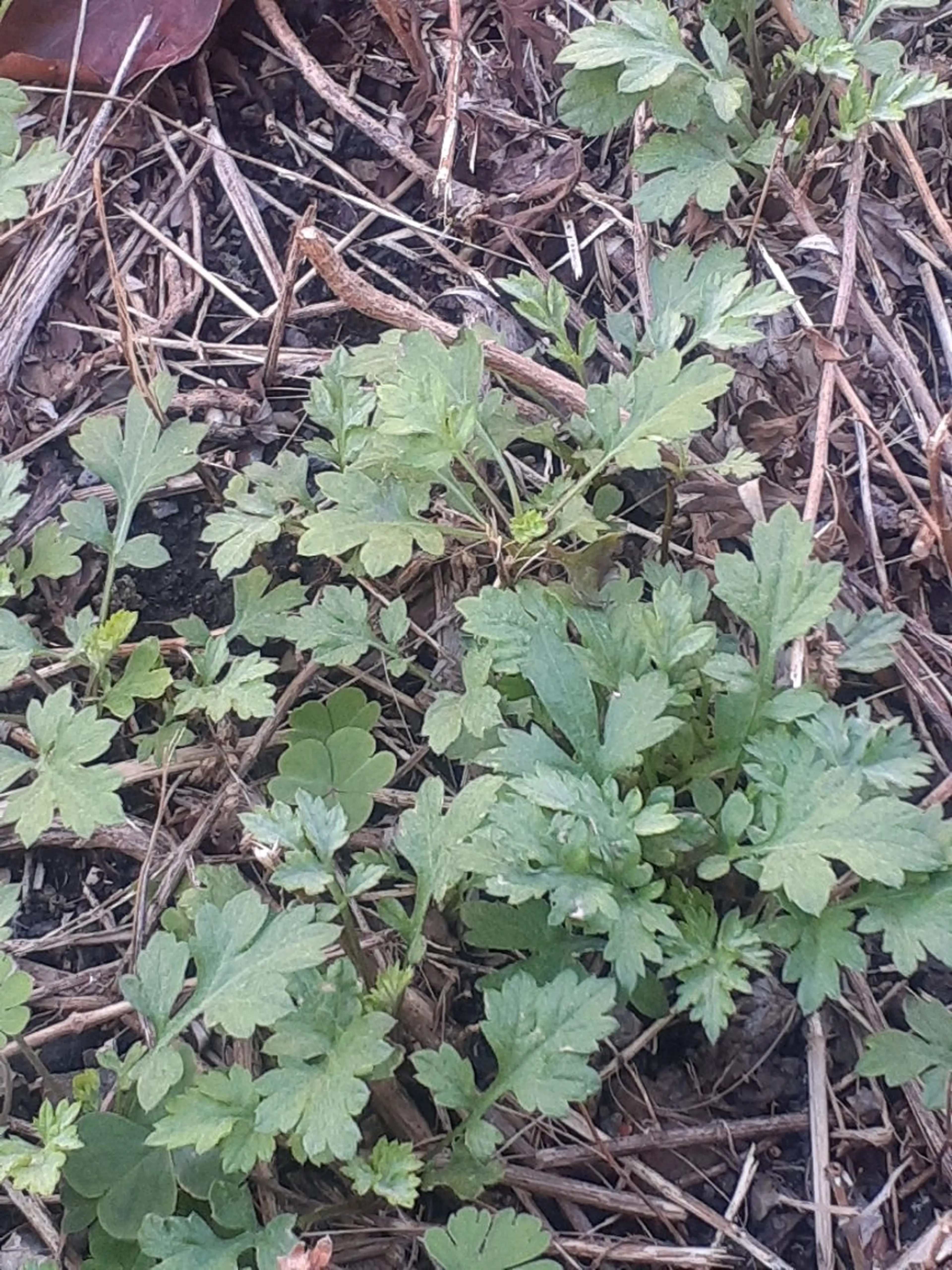 千の樹所属・久保 美咲(女性専用)のエステ・リラクイメージ